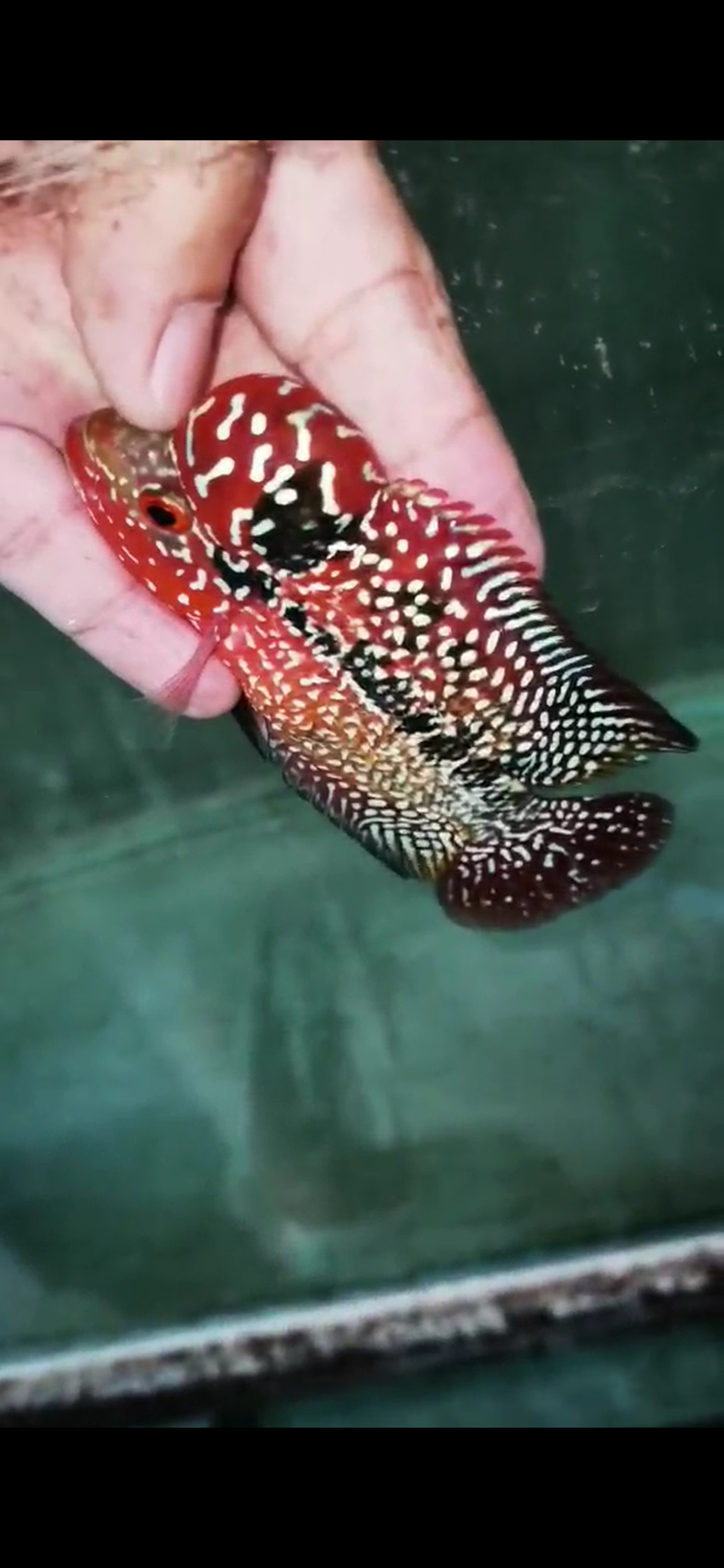 High Quality Kamfa Flowerhorn ( Male ) H-02