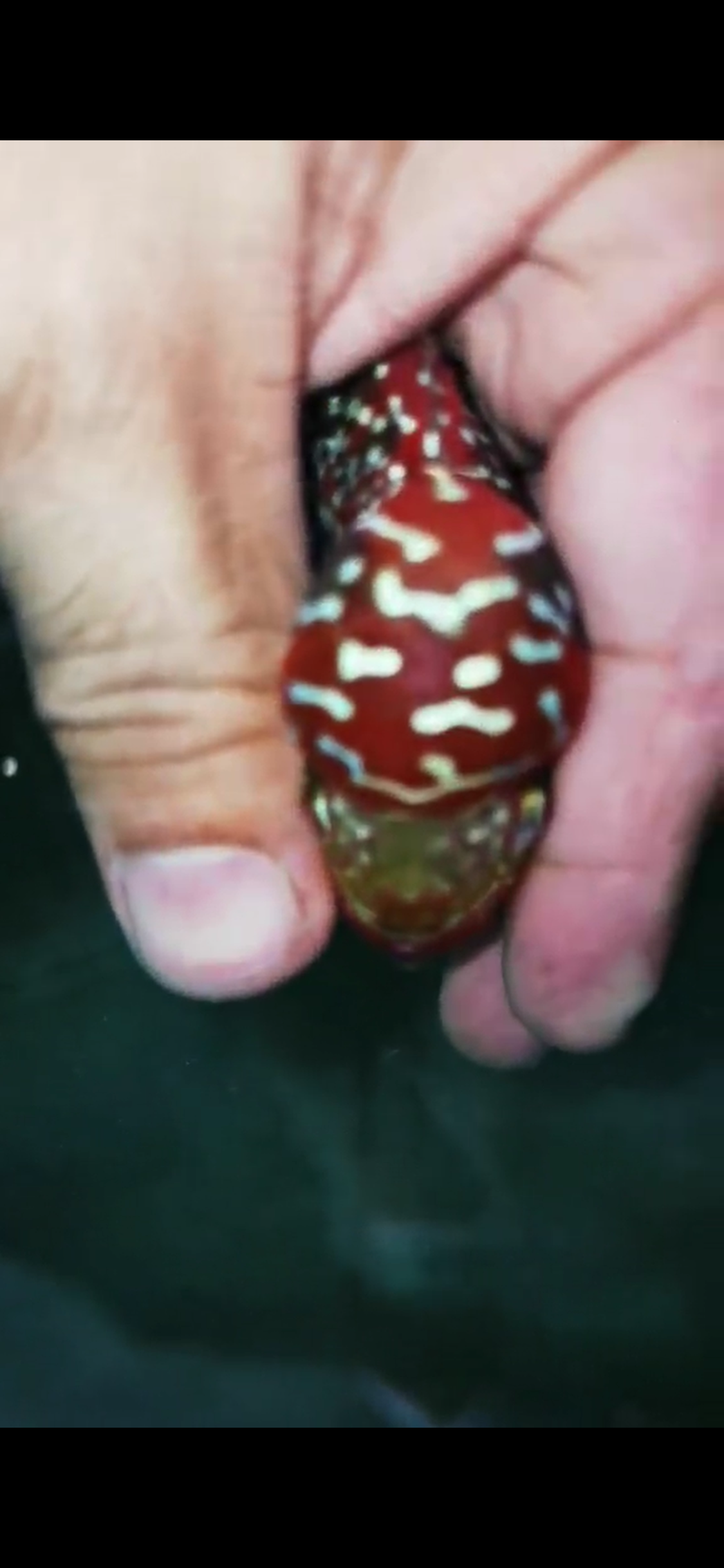 High Quality Kamfa Flowerhorn ( Male ) H-02