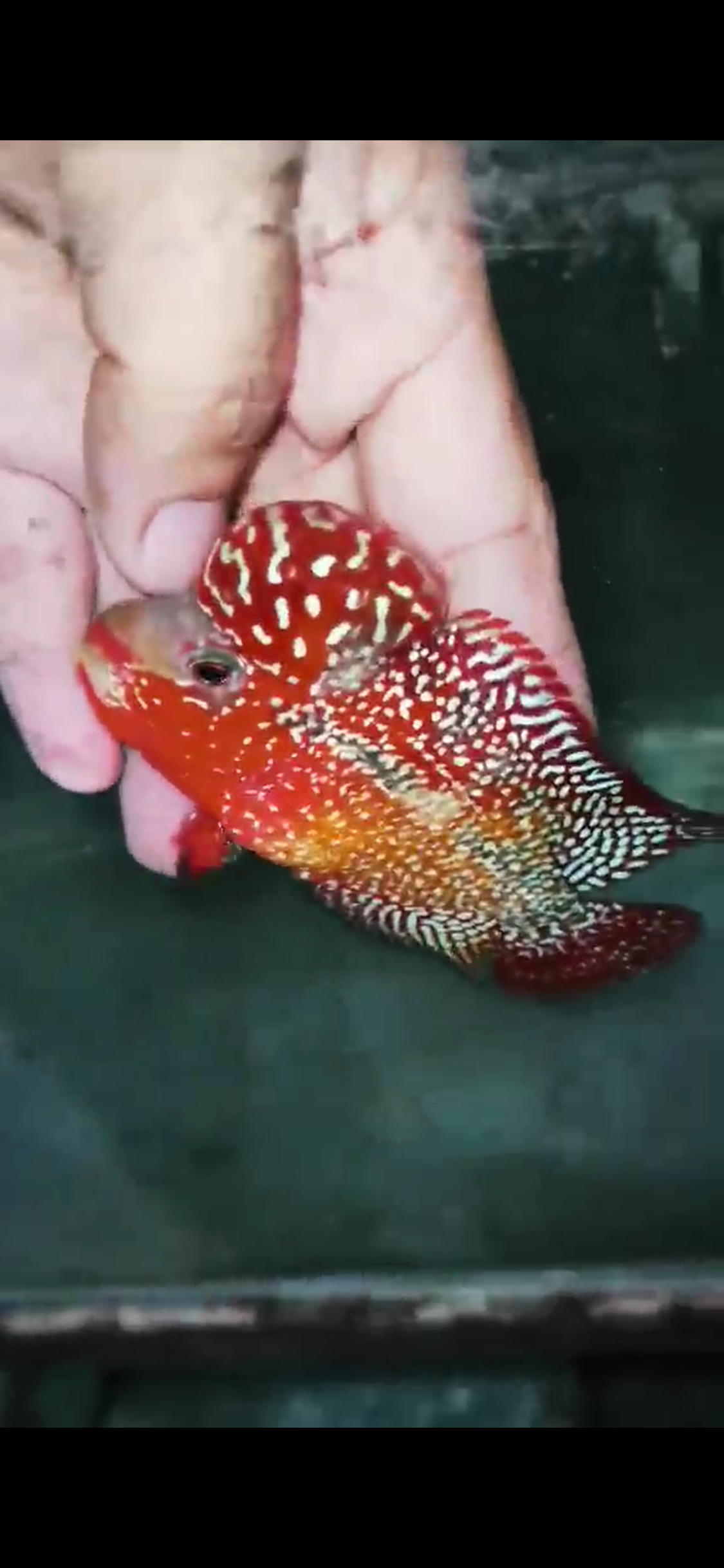 High Quality Kamfa Flowerhorn ( Male ) H-03