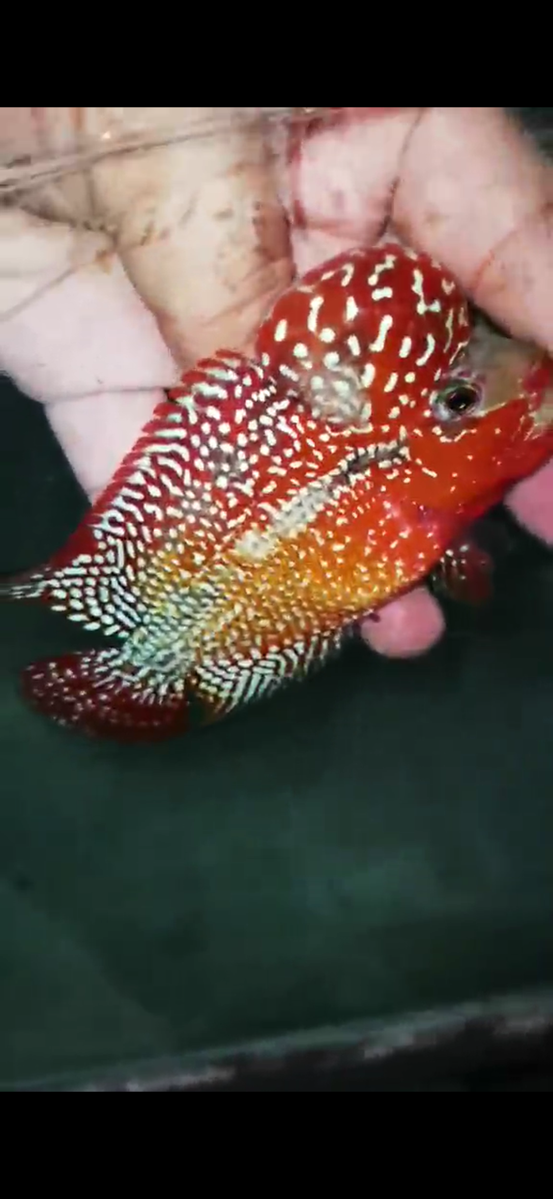 High Quality Kamfa Flowerhorn ( Male ) H-03