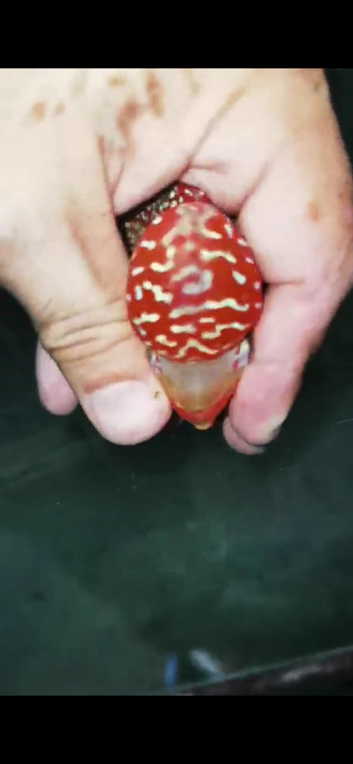 High Quality Kamfa Flowerhorn ( Male ) H-03