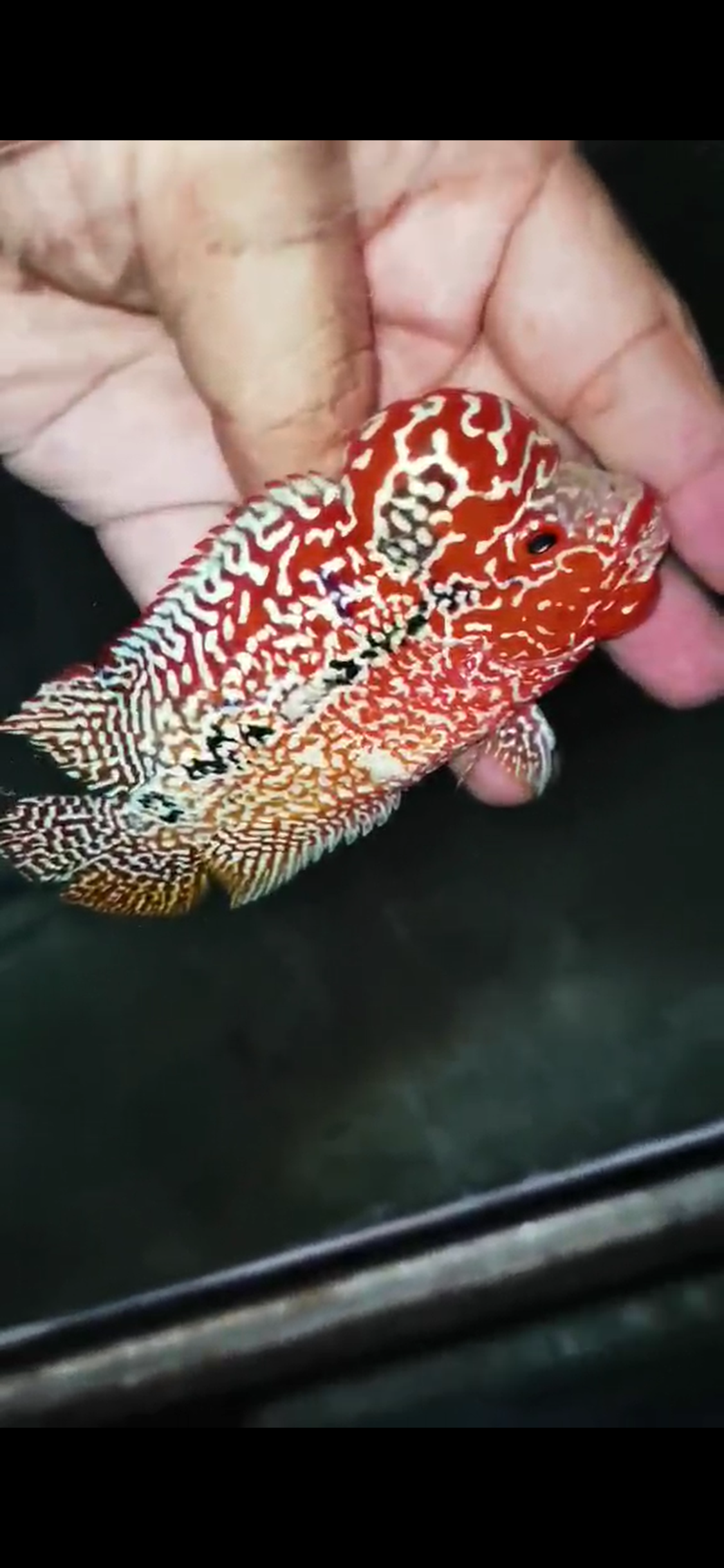 High Quality Kamfa Flowerhorn ( Male ) H-05