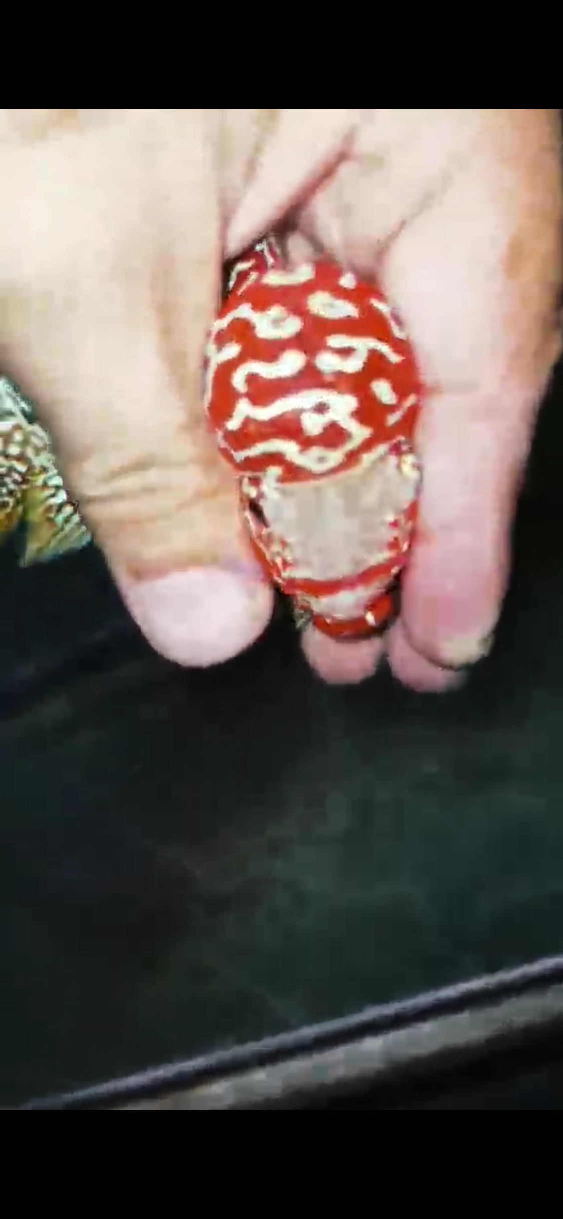 High Quality Kamfa Flowerhorn ( Male ) H-05