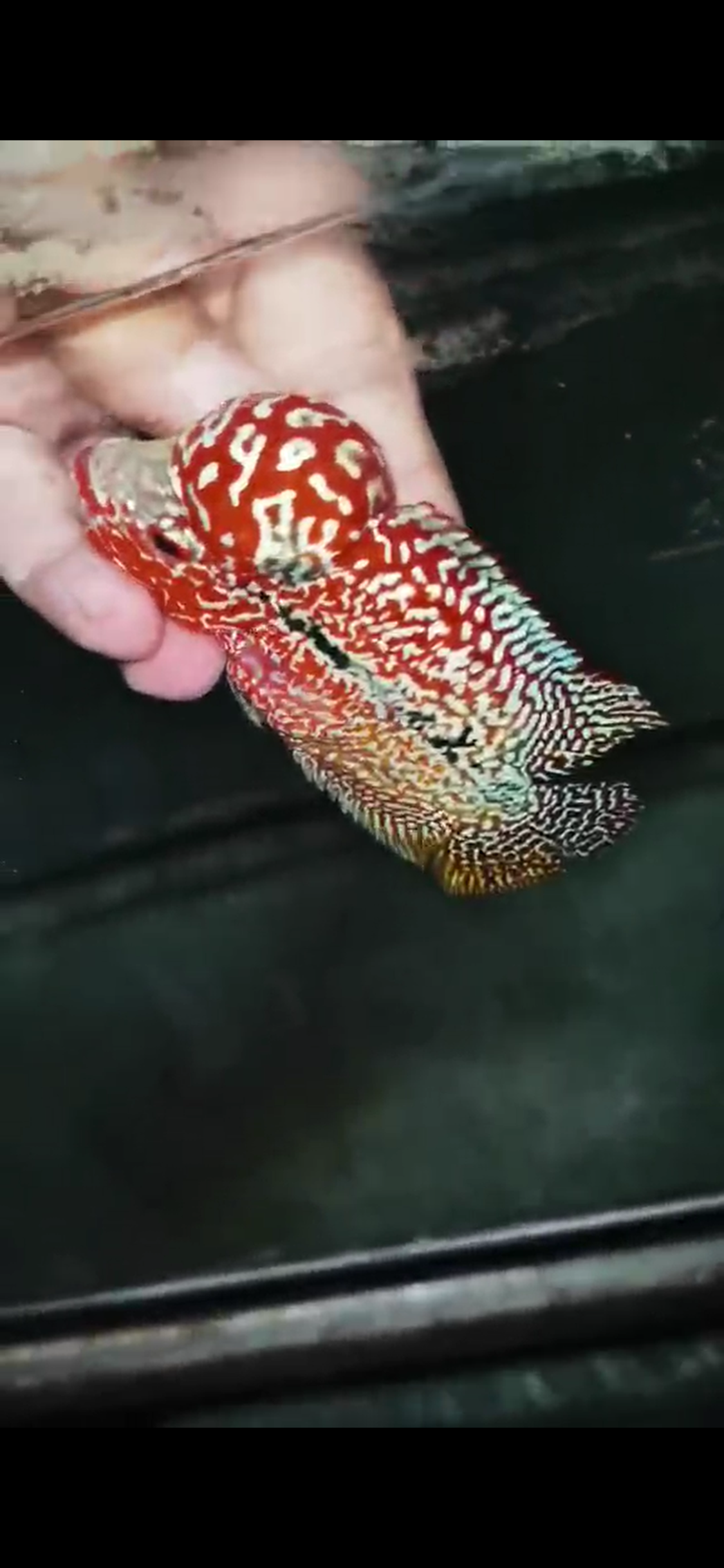 High Quality Kamfa Flowerhorn ( Male ) H-05