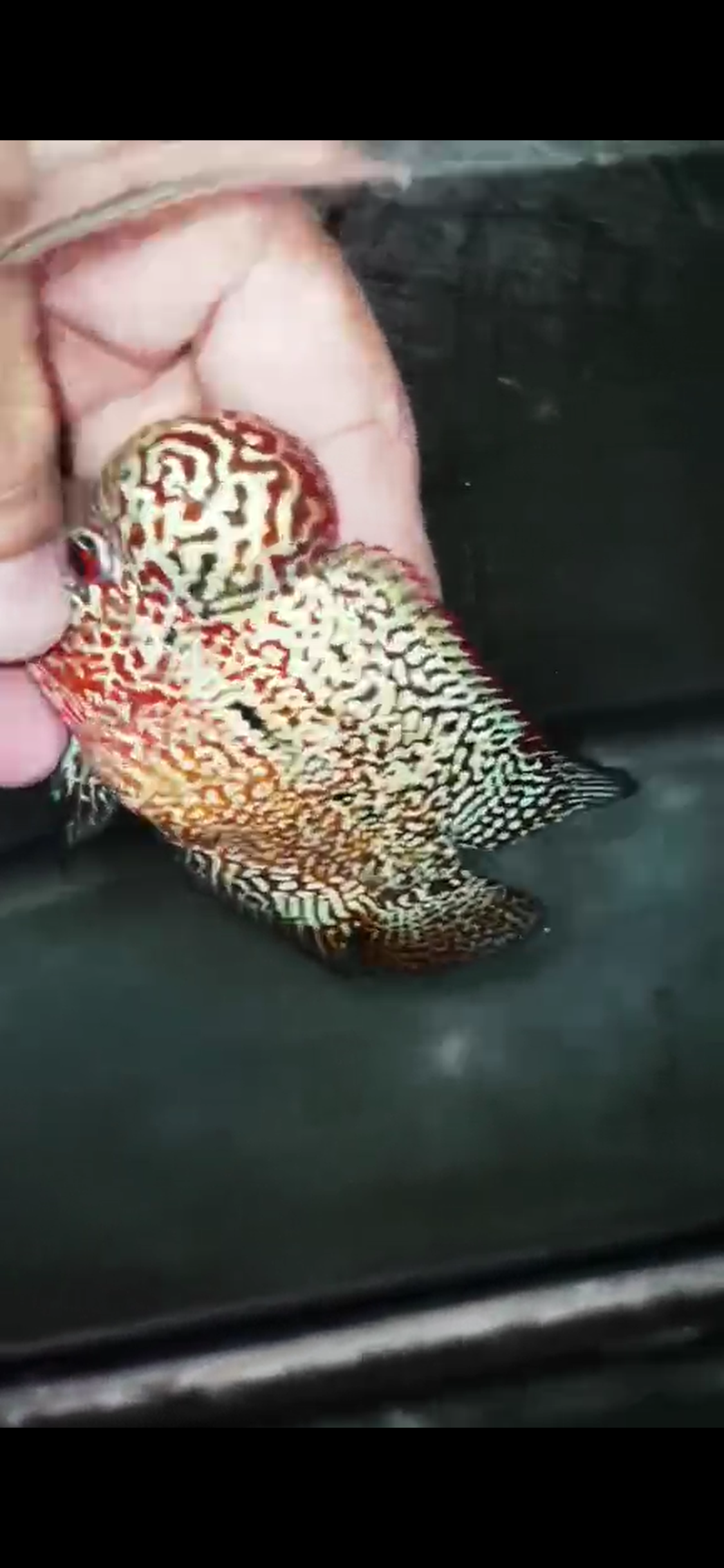 High Quality Kamfa Flowerhorn ( Male ) H-11
