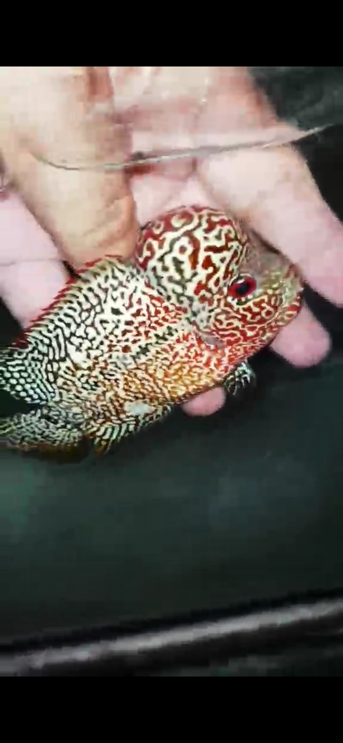 High Quality Kamfa Flowerhorn ( Male ) H-11
