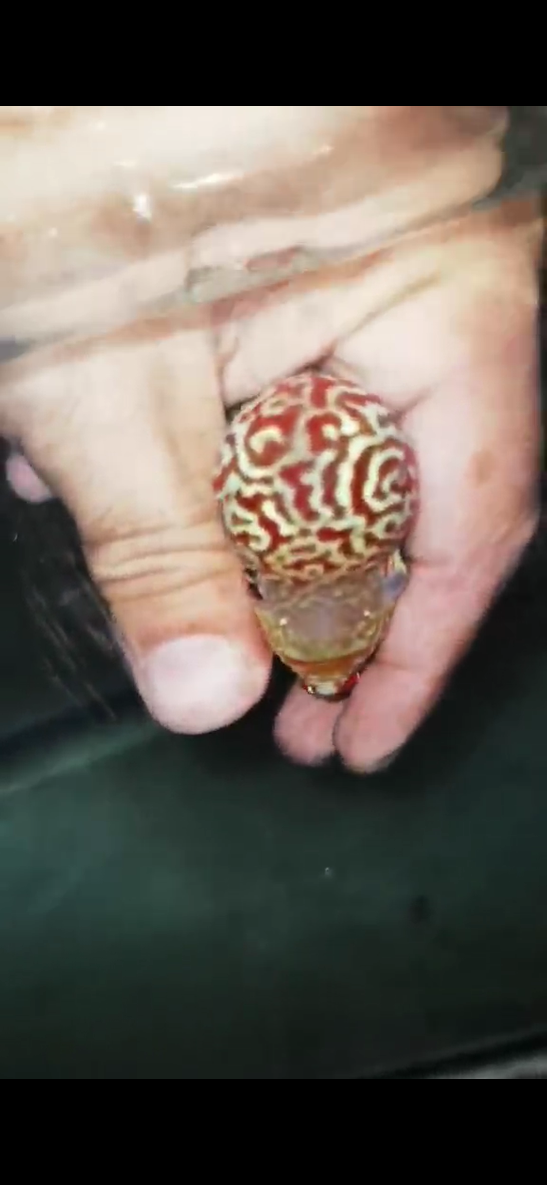 High Quality Kamfa Flowerhorn ( Male ) H-11