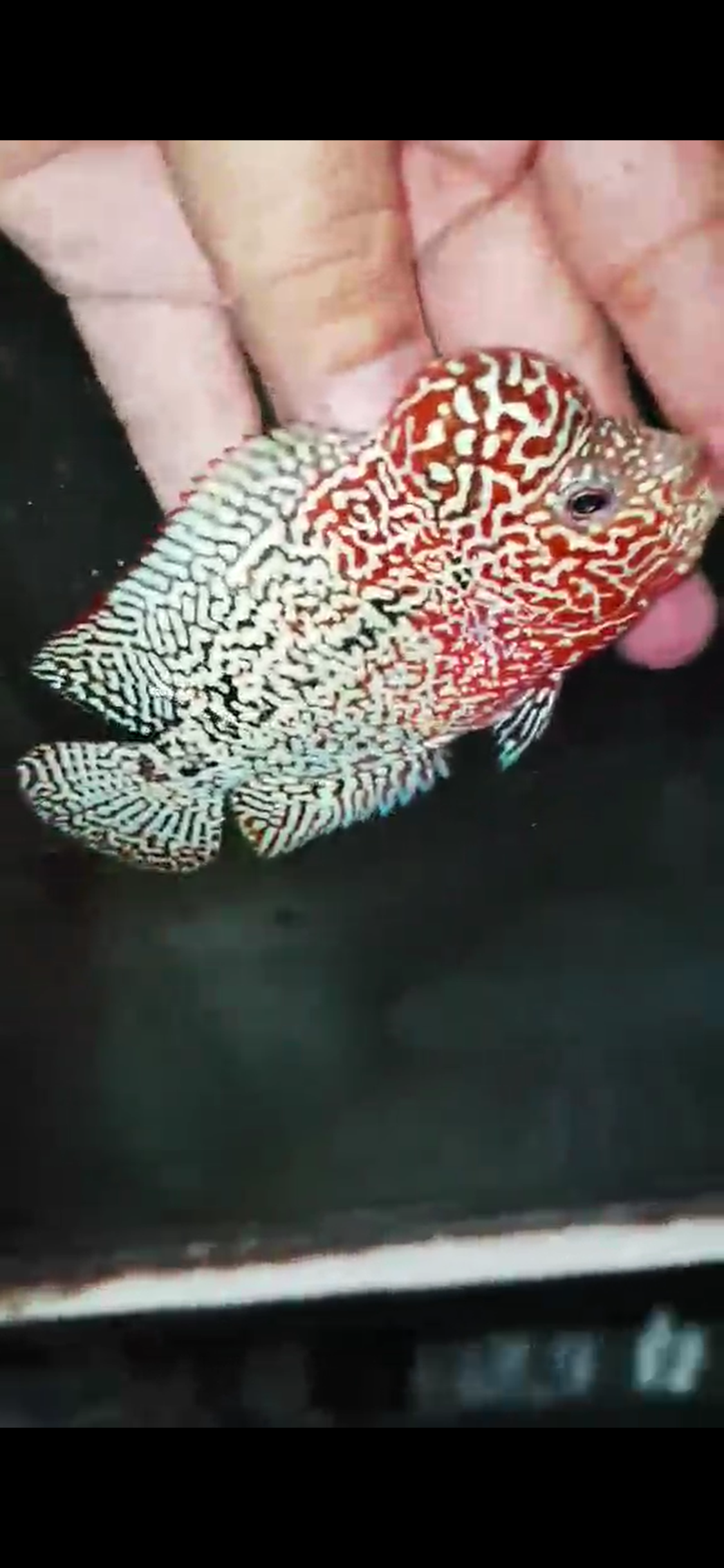 High Quality Kamfa Flowerhorn ( Male ) H-14