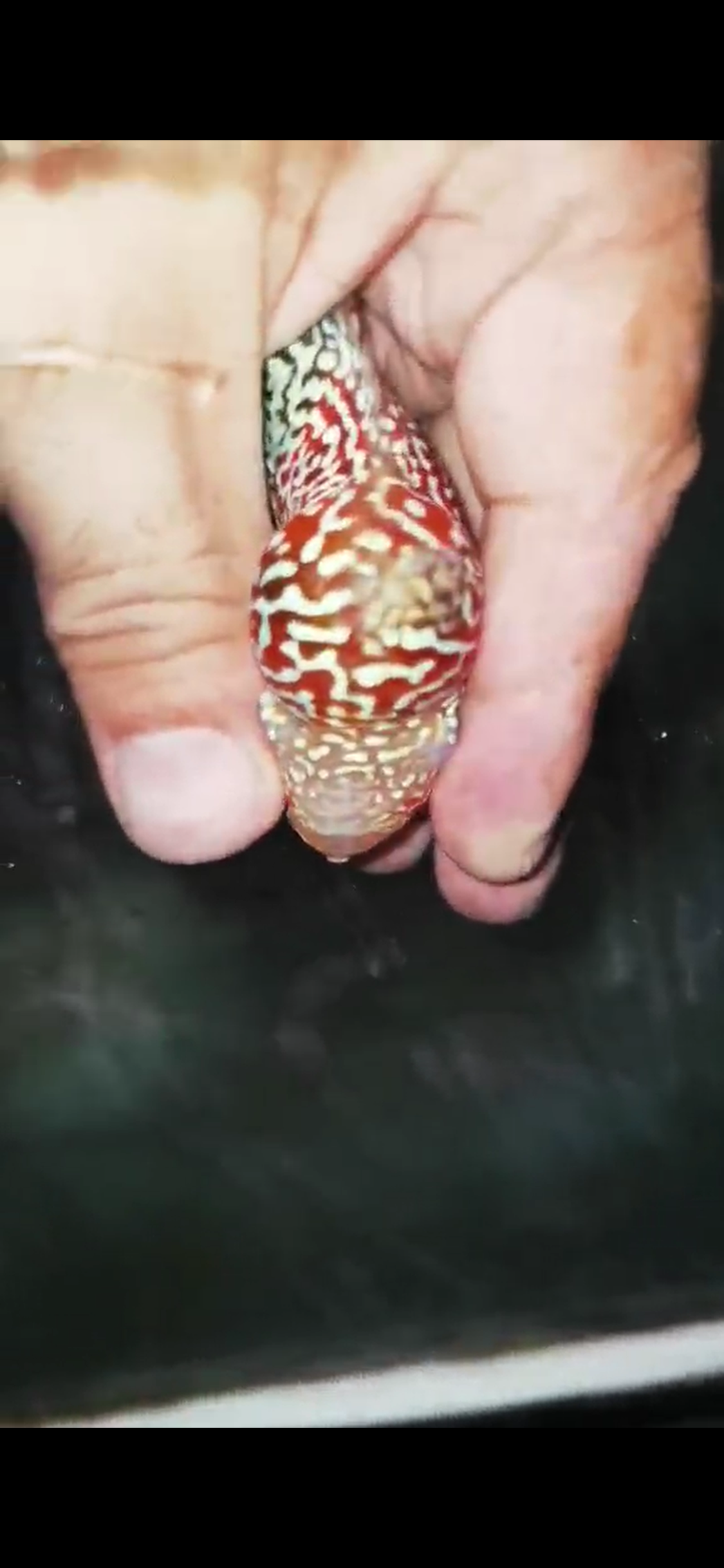 High Quality Kamfa Flowerhorn ( Male ) H-14
