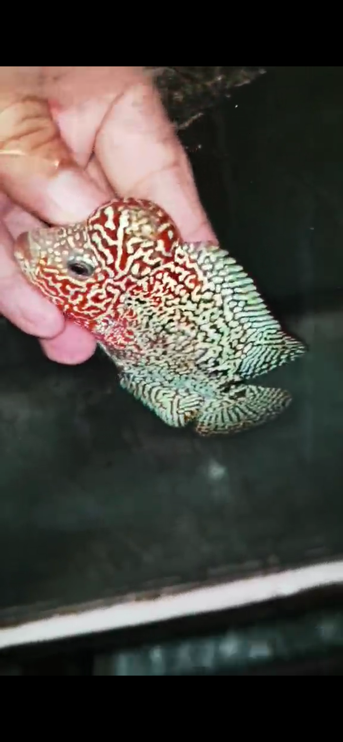 High Quality Kamfa Flowerhorn ( Male ) H-14
