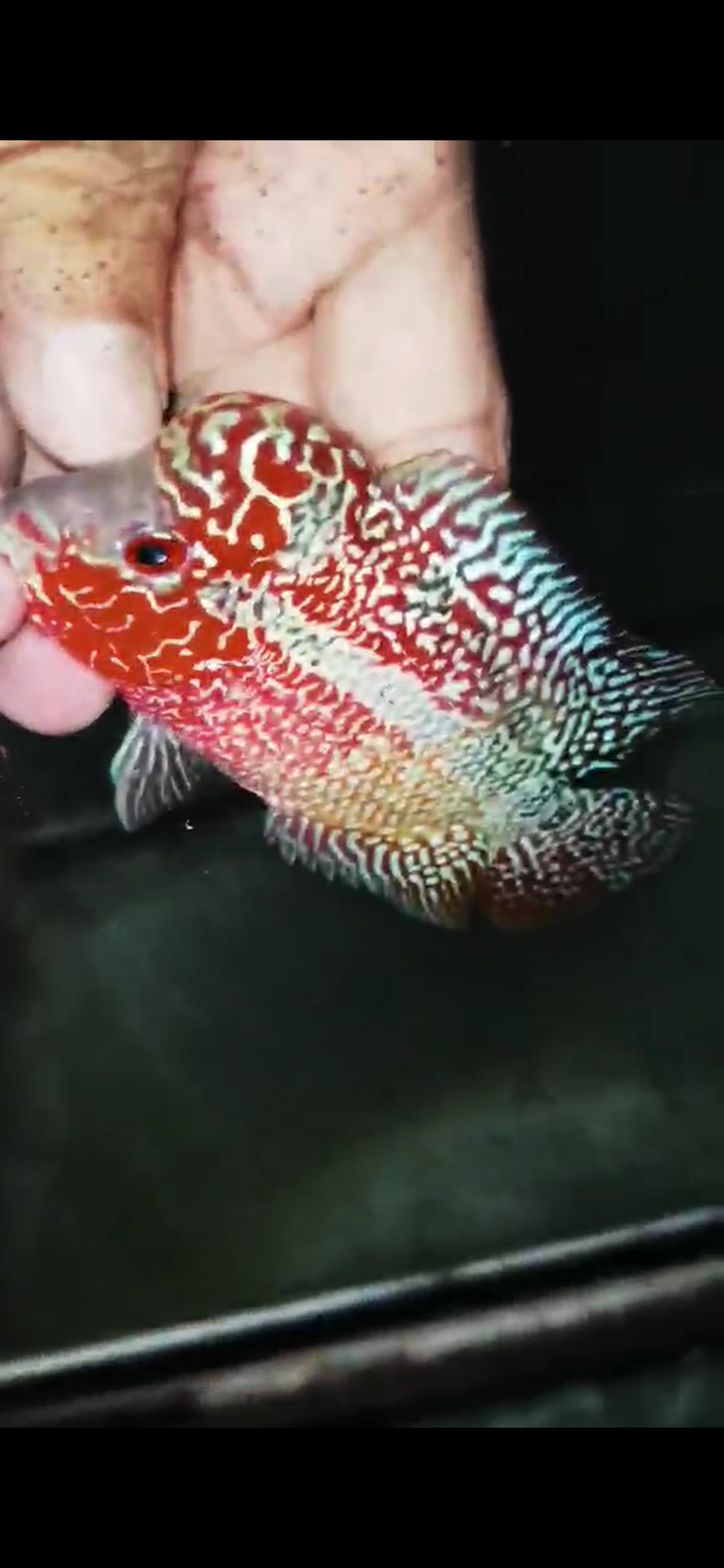 High Quality Kamfa Flowerhorn ( Male ) H-12