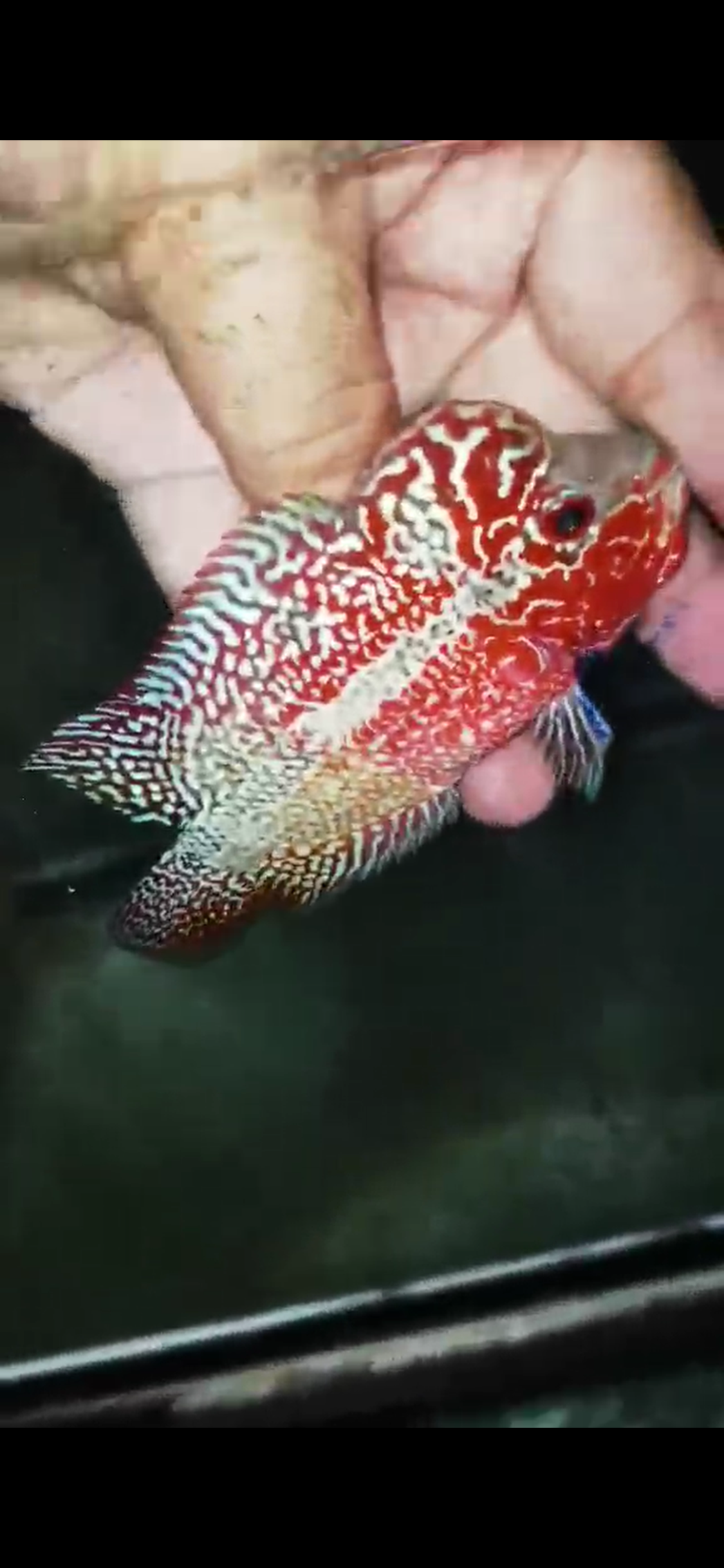 High Quality Kamfa Flowerhorn ( Male ) H-12