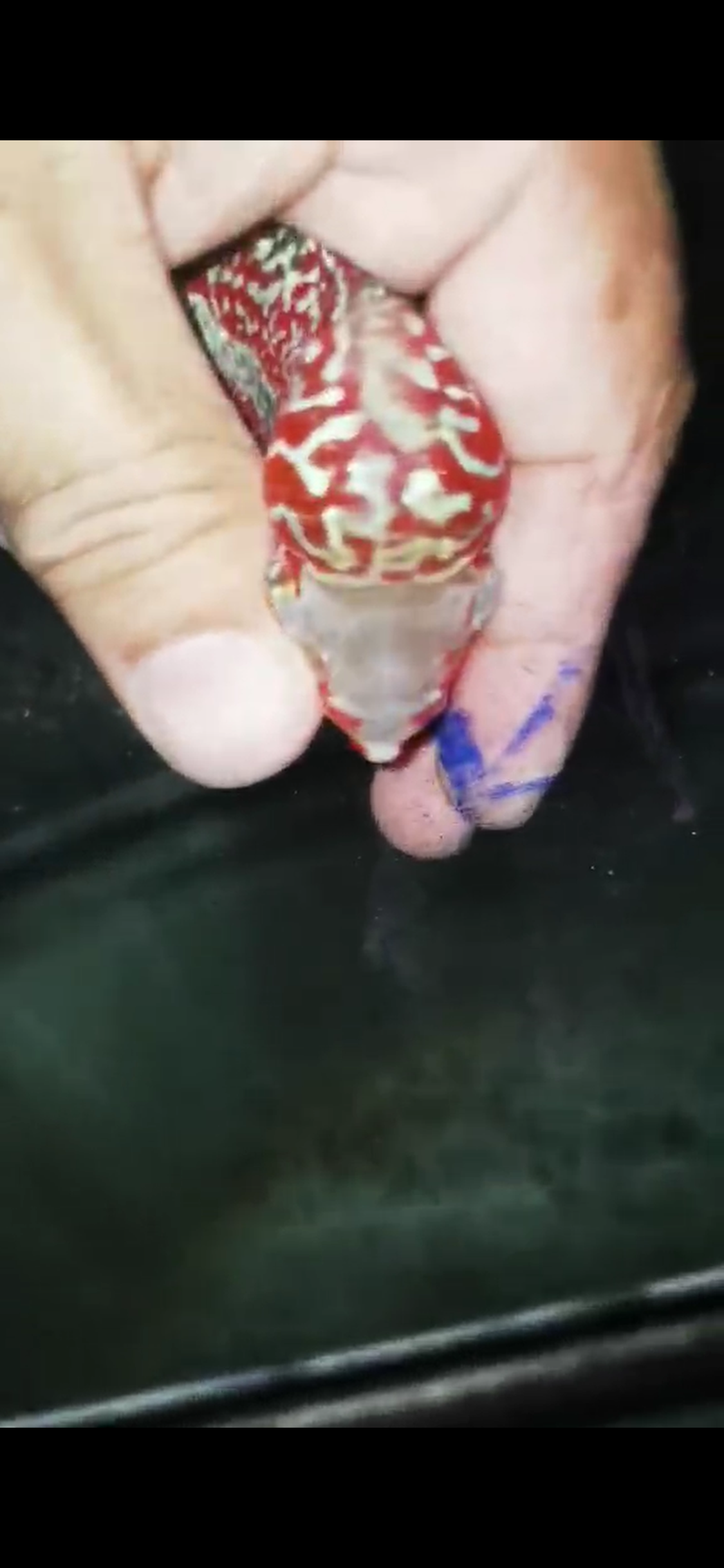 High Quality Kamfa Flowerhorn ( Male ) H-12