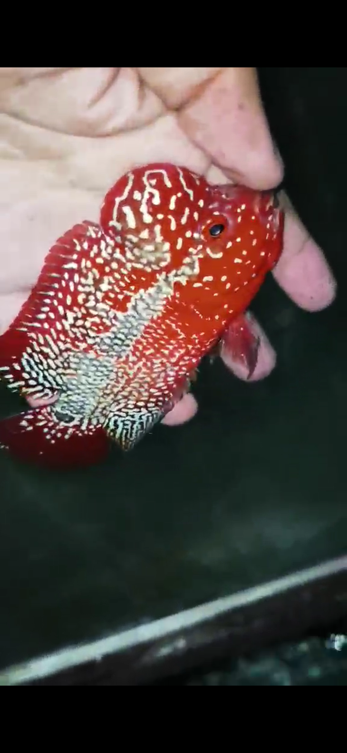 High Quality Kamfa Flowerhorn ( Male ) H-06