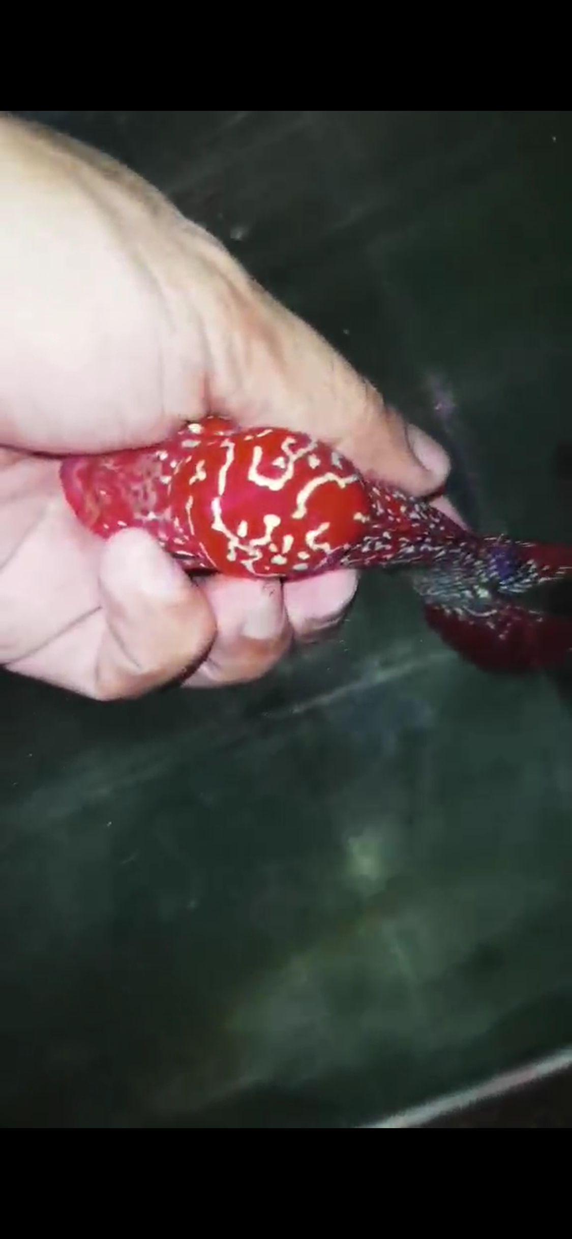 High Quality Kamfa Flowerhorn ( Male ) H-06