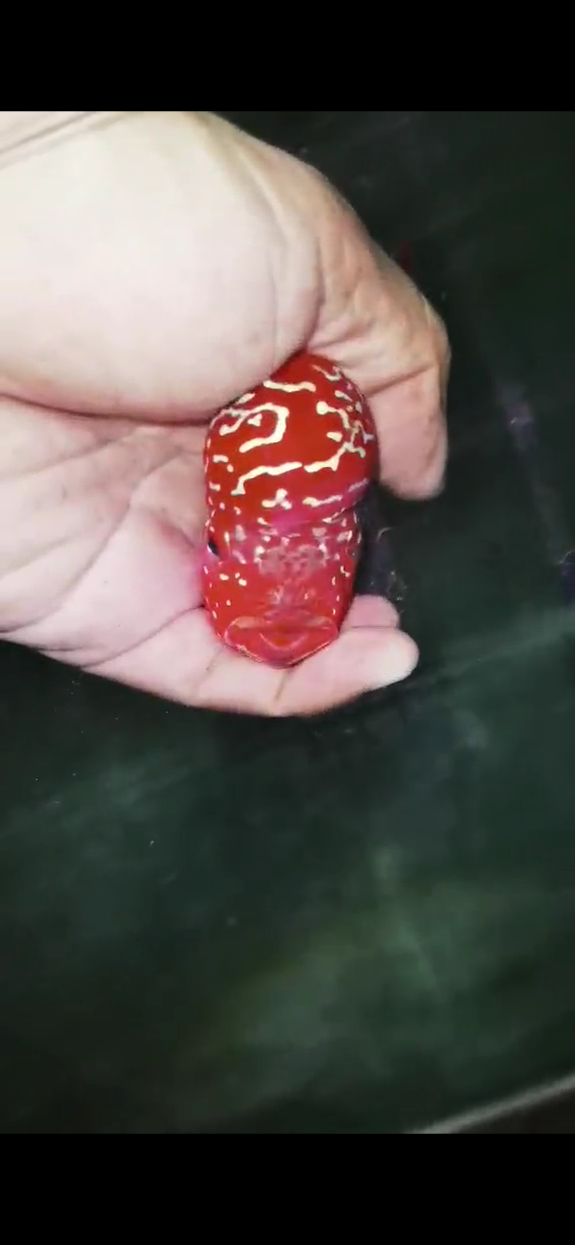 High Quality Kamfa Flowerhorn ( Male ) H-06