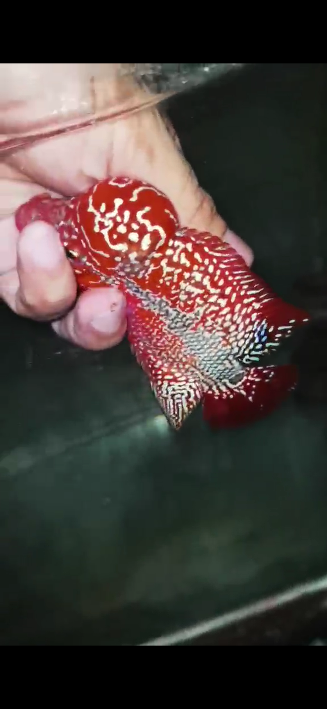 High Quality Kamfa Flowerhorn ( Male ) H-06