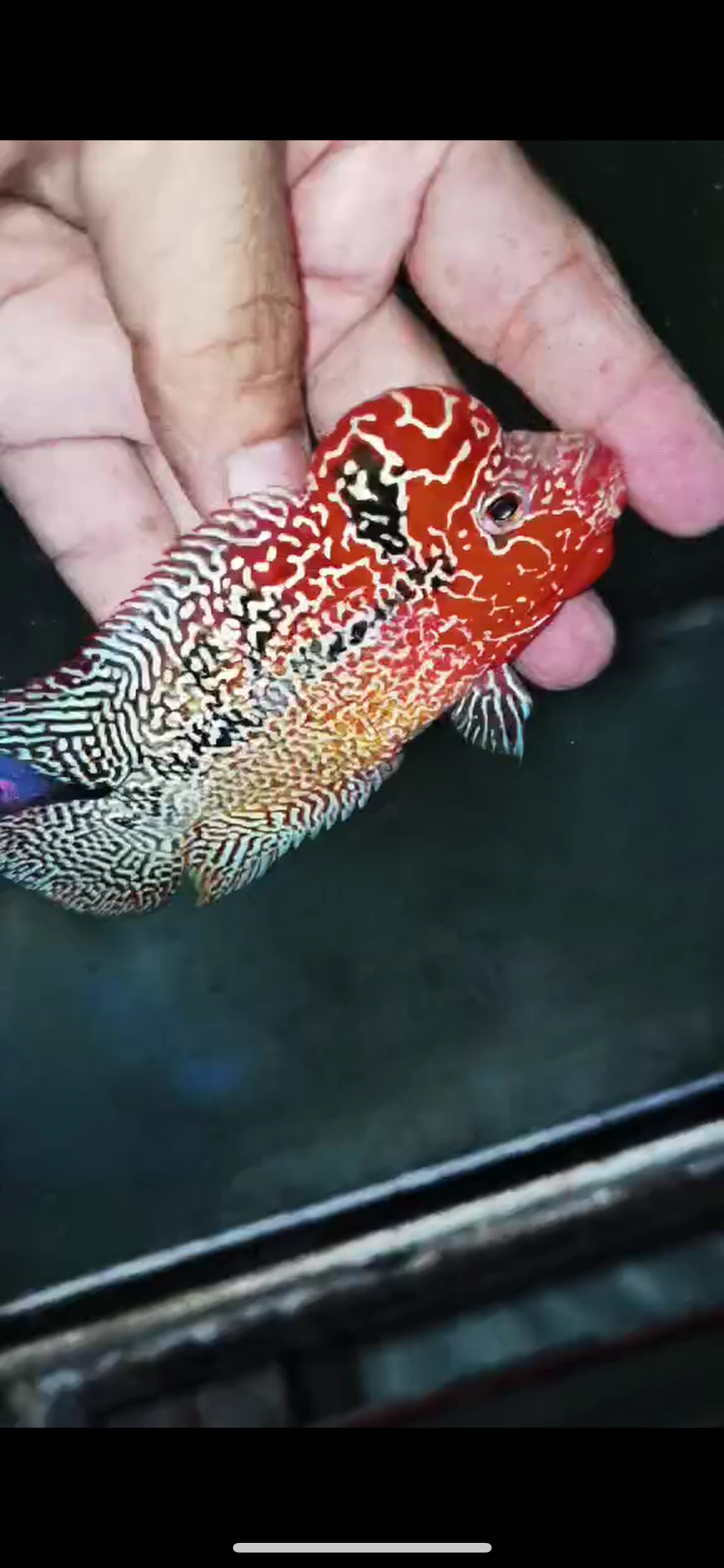 High Quality Kamfa Flowerhorn ( Male ) H-09
