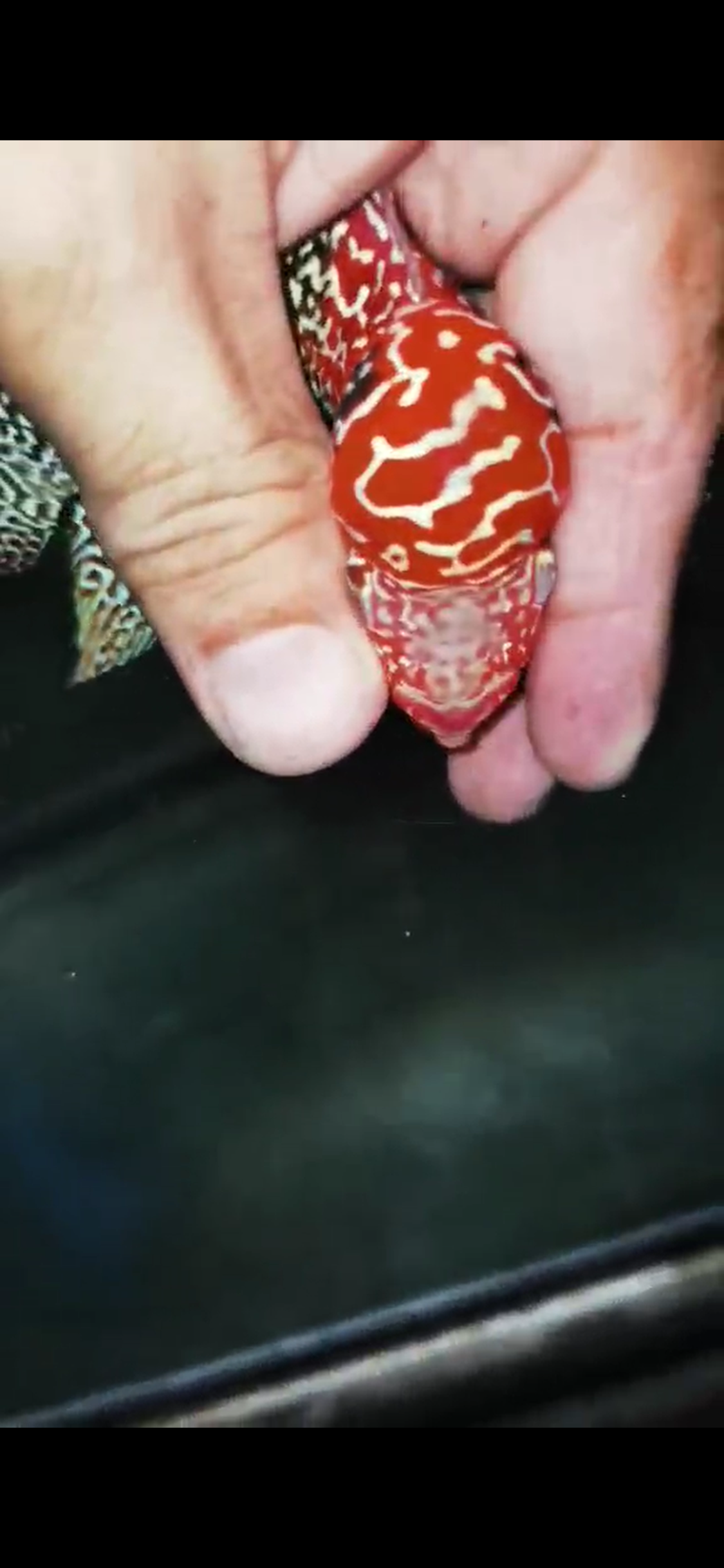 High Quality Kamfa Flowerhorn ( Male ) H-09
