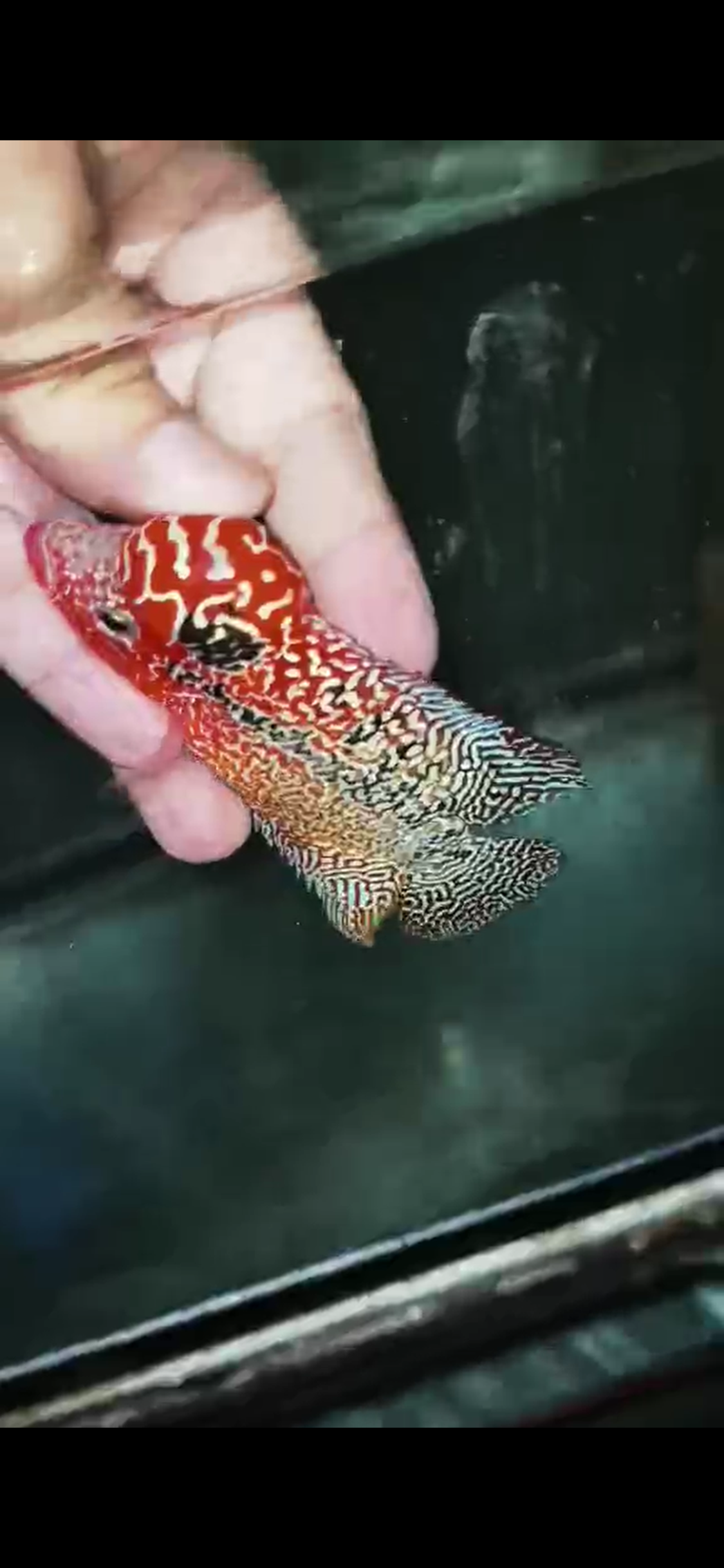 High Quality Kamfa Flowerhorn ( Male ) H-09
