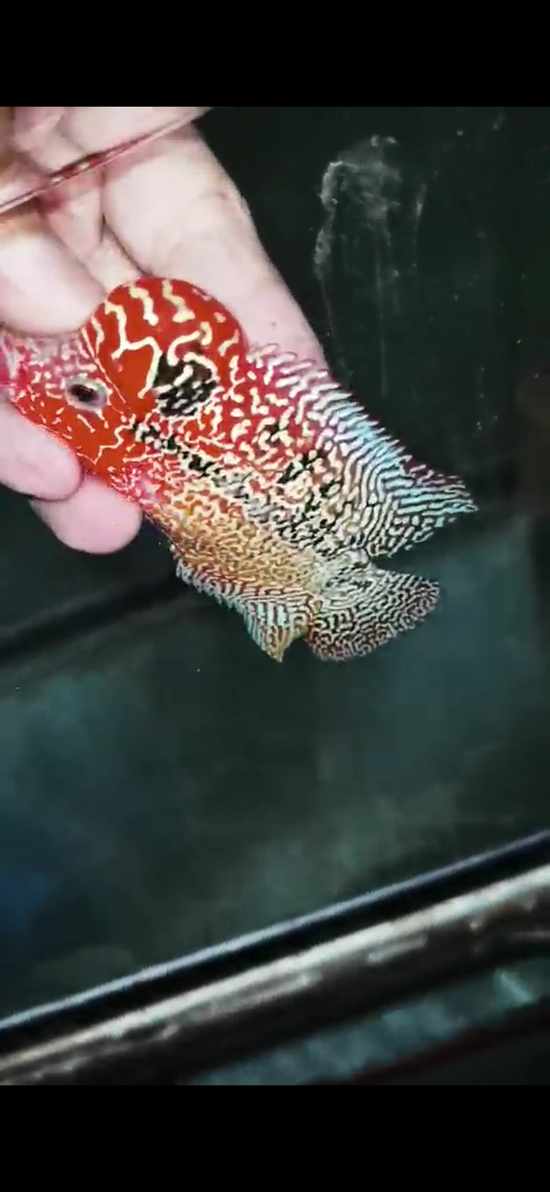 High Quality Kamfa Flowerhorn ( Male ) H-09