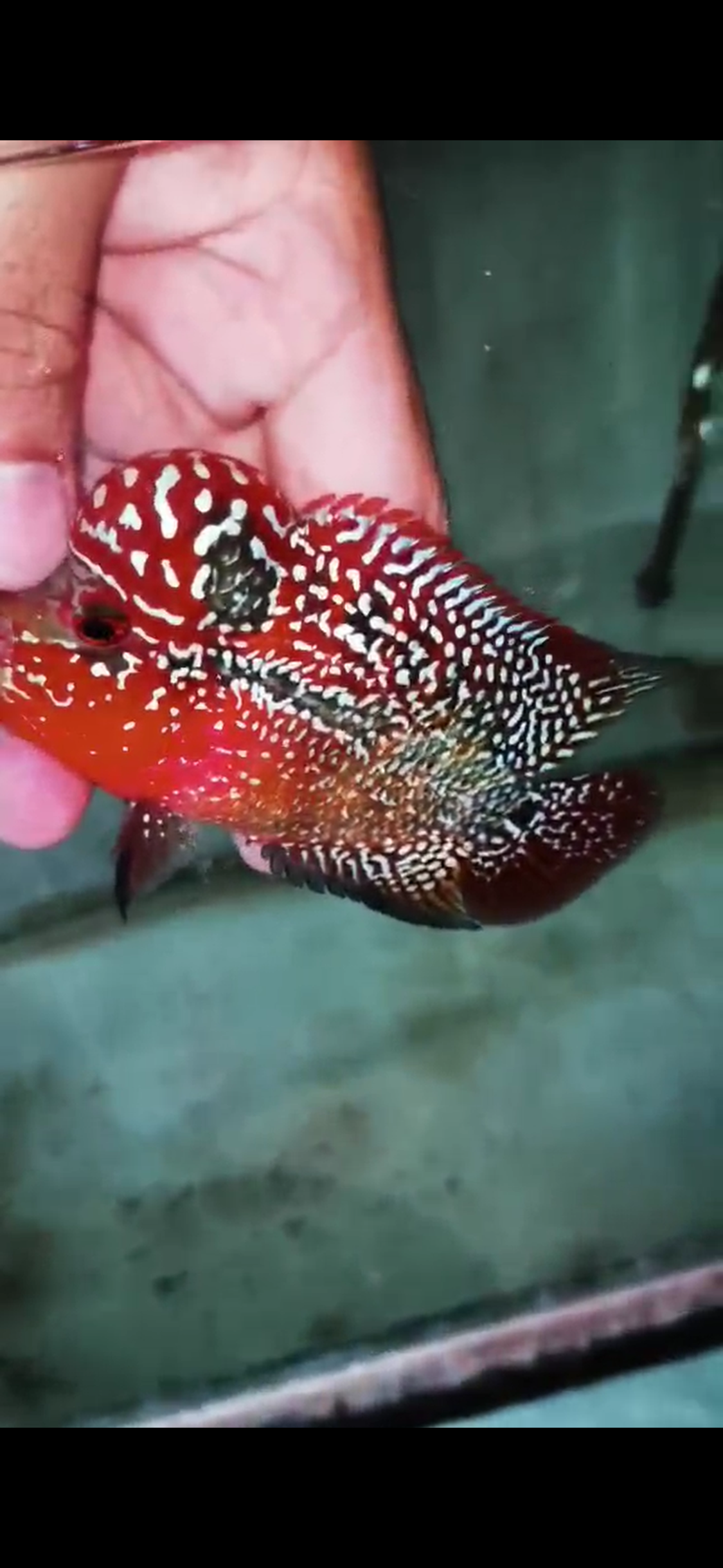 High Quality Kamfa Flowerhorn ( Male ) H-01