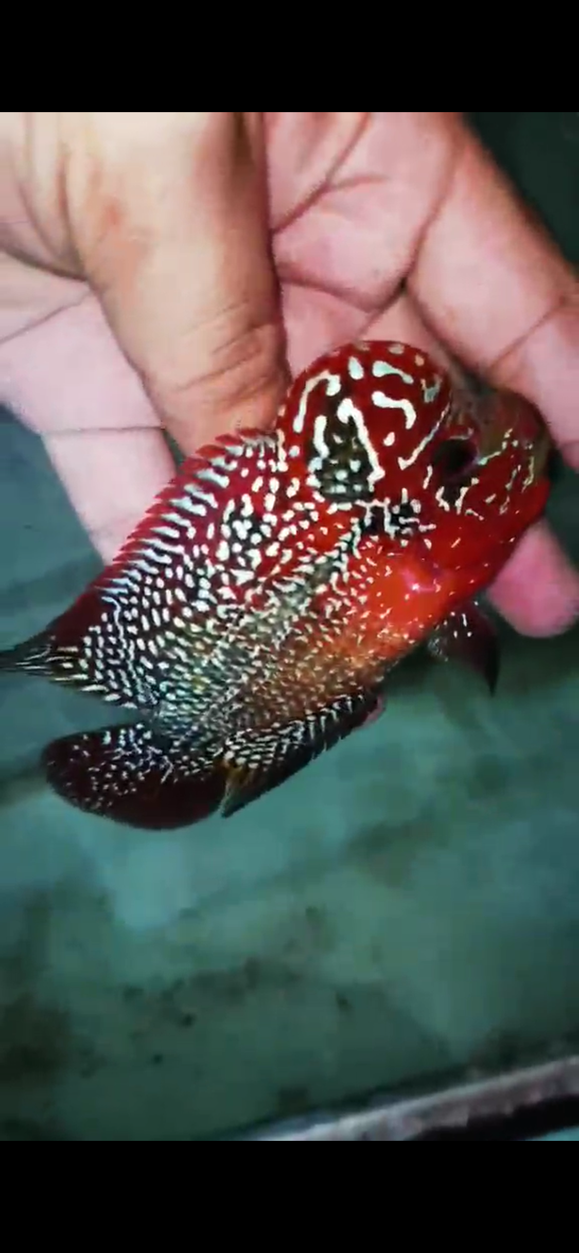 High Quality Kamfa Flowerhorn ( Male ) H-01