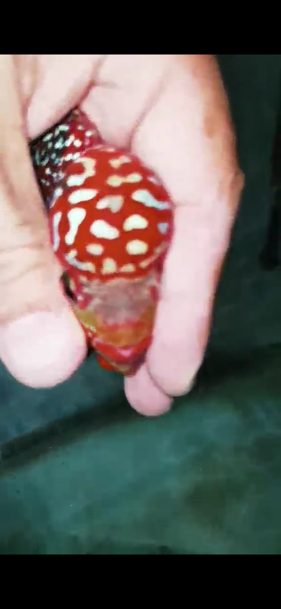 High Quality Kamfa Flowerhorn ( Male ) H-01