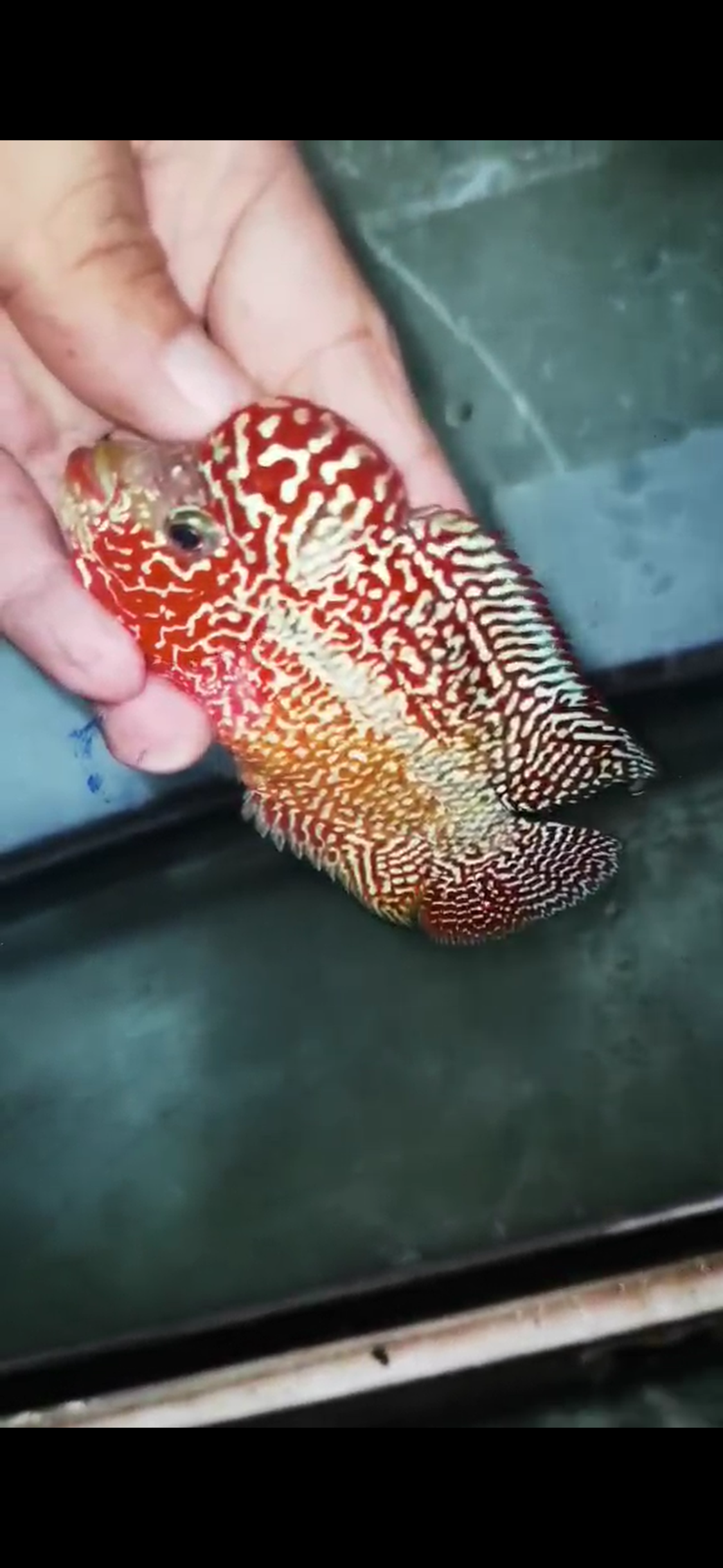 High Quality Kamfa Flowerhorn ( Male ) H-13
