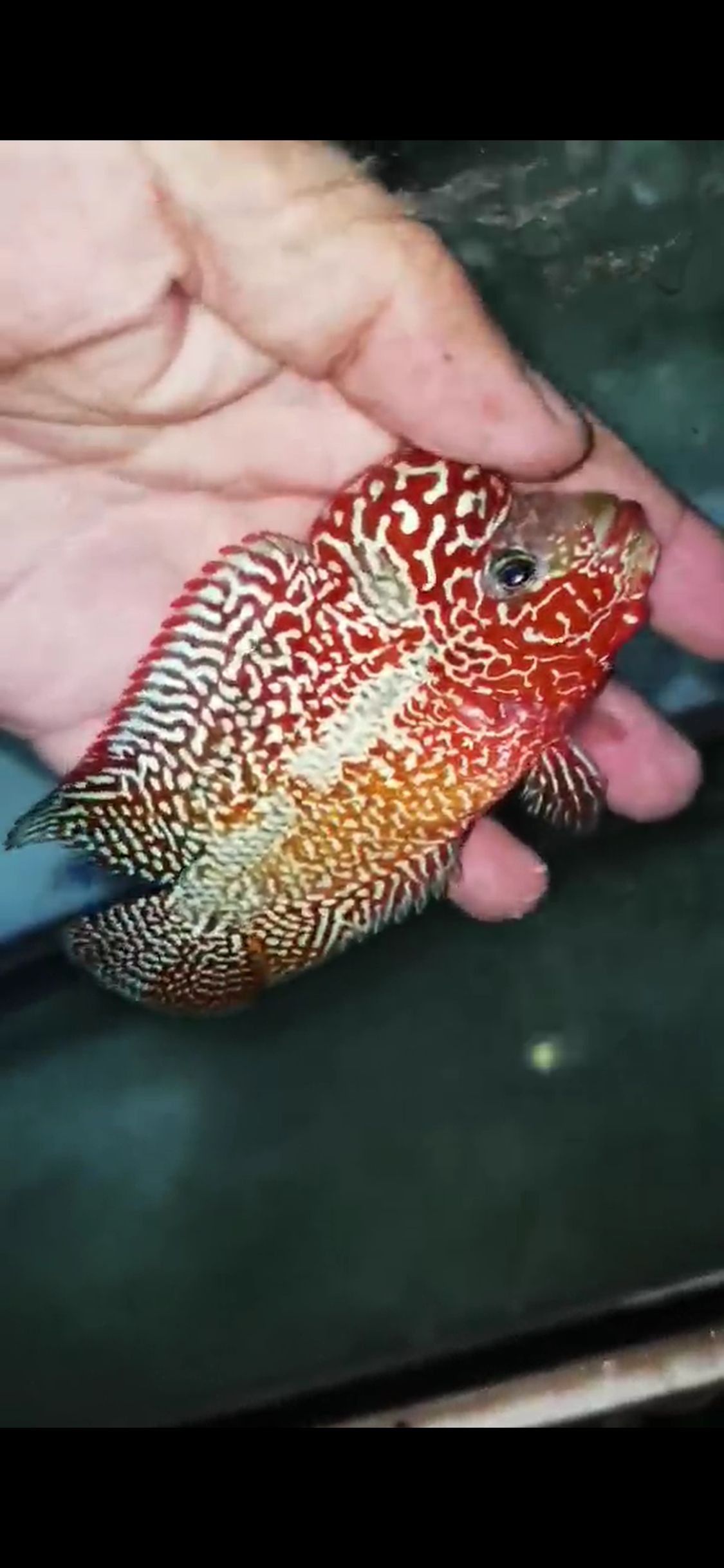 High Quality Kamfa Flowerhorn ( Male ) H-13