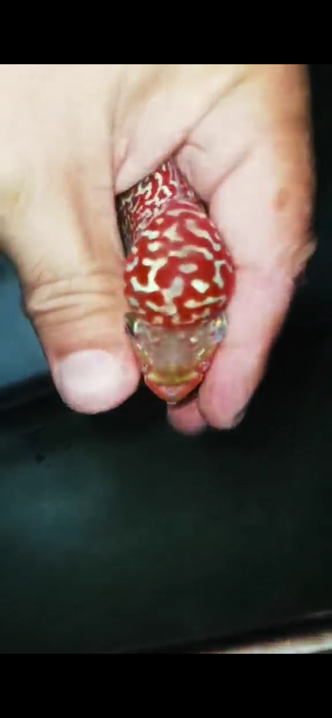 High Quality Kamfa Flowerhorn ( Male ) H-13