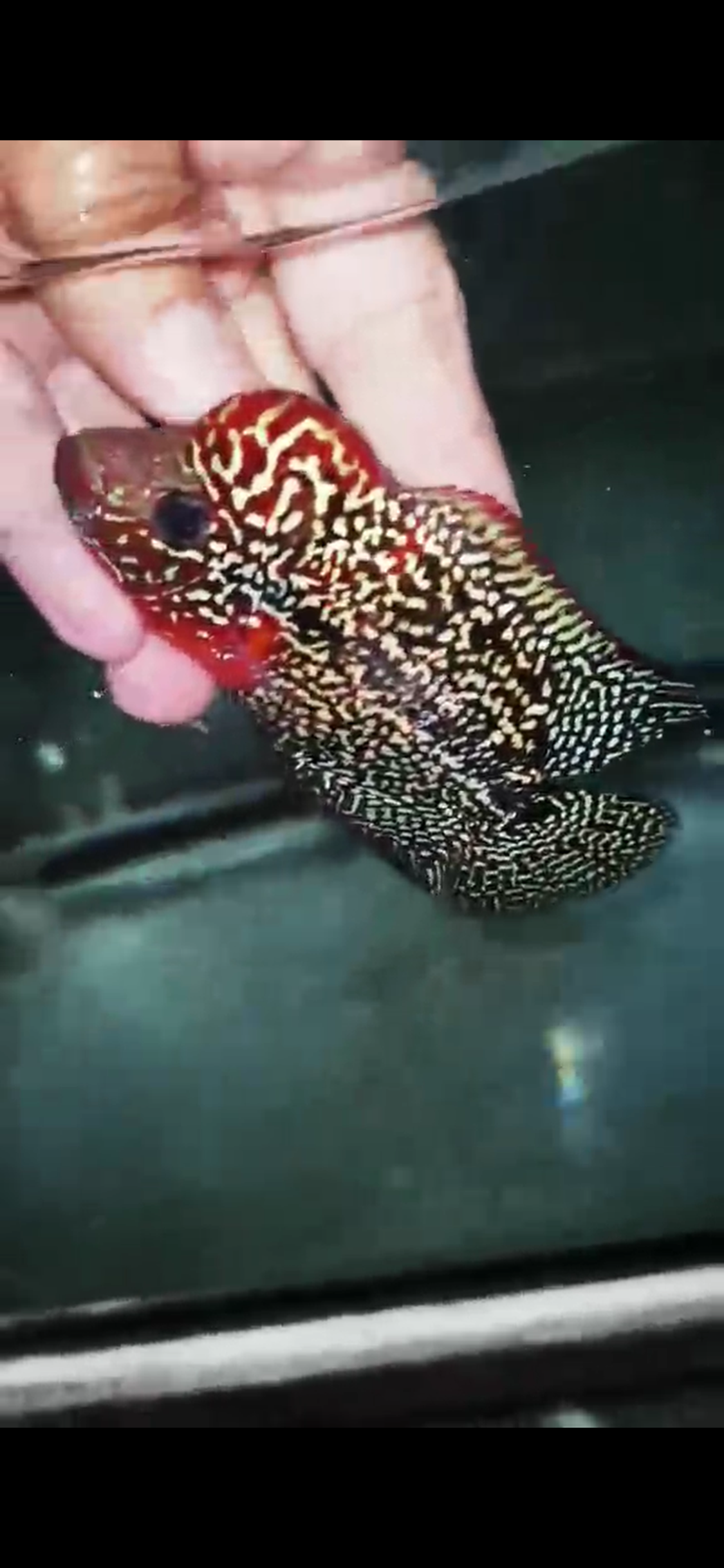 High Quality Kamfa Flowerhorn ( Male ) H-15