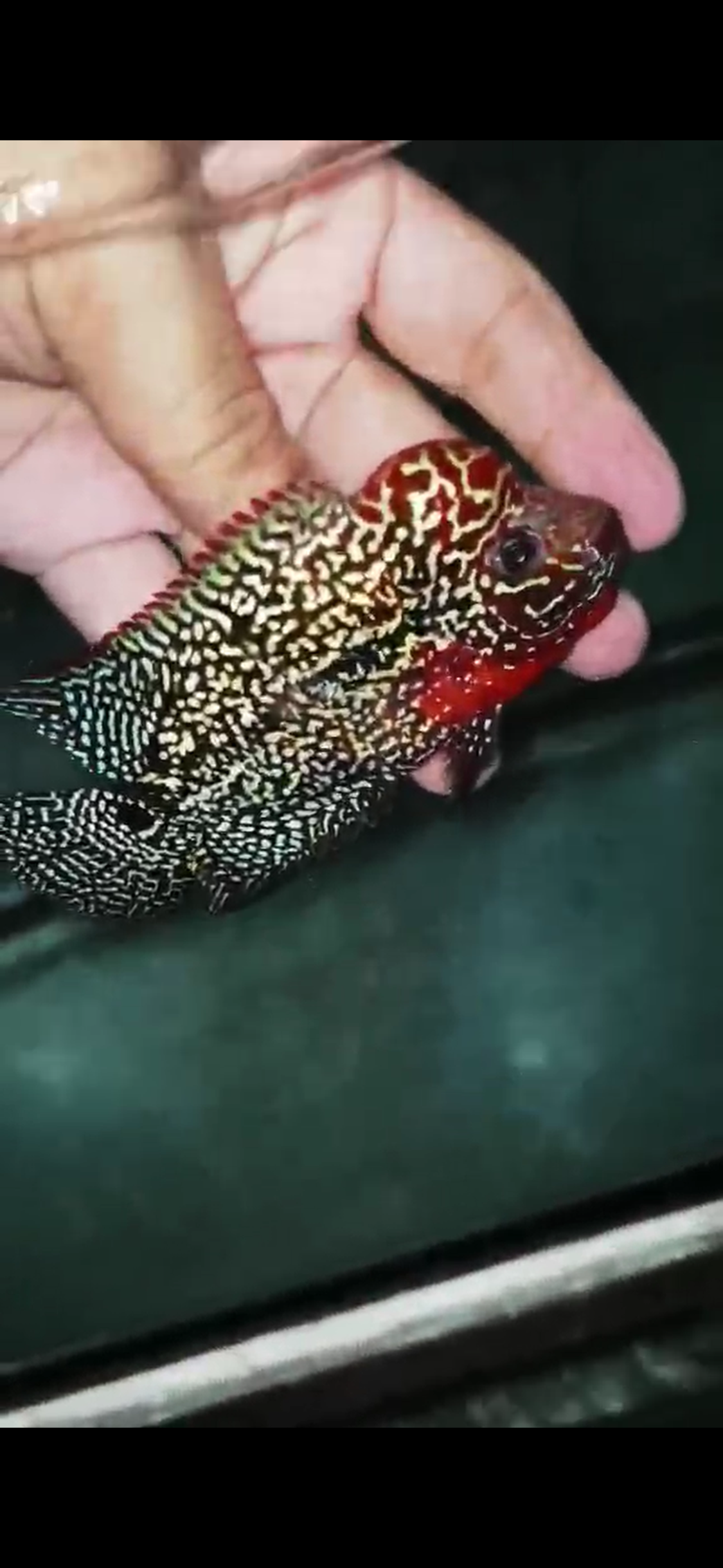 High Quality Kamfa Flowerhorn ( Male ) H-15