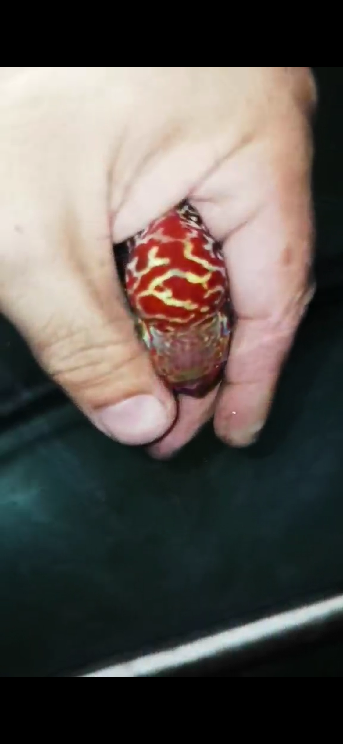 High Quality Kamfa Flowerhorn ( Male ) H-15