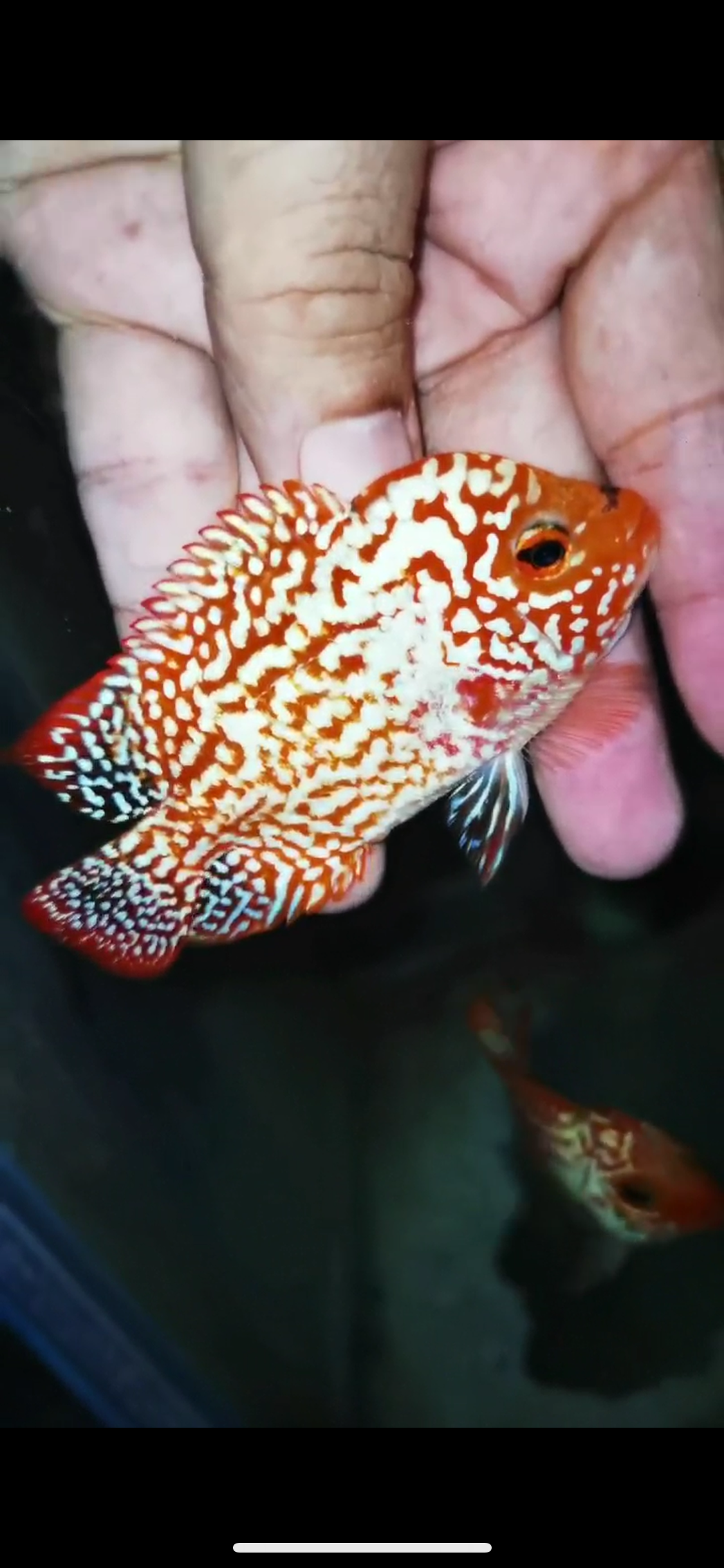 High Quality Golden Base Kamfa Flowerhorn ( Male ) #2