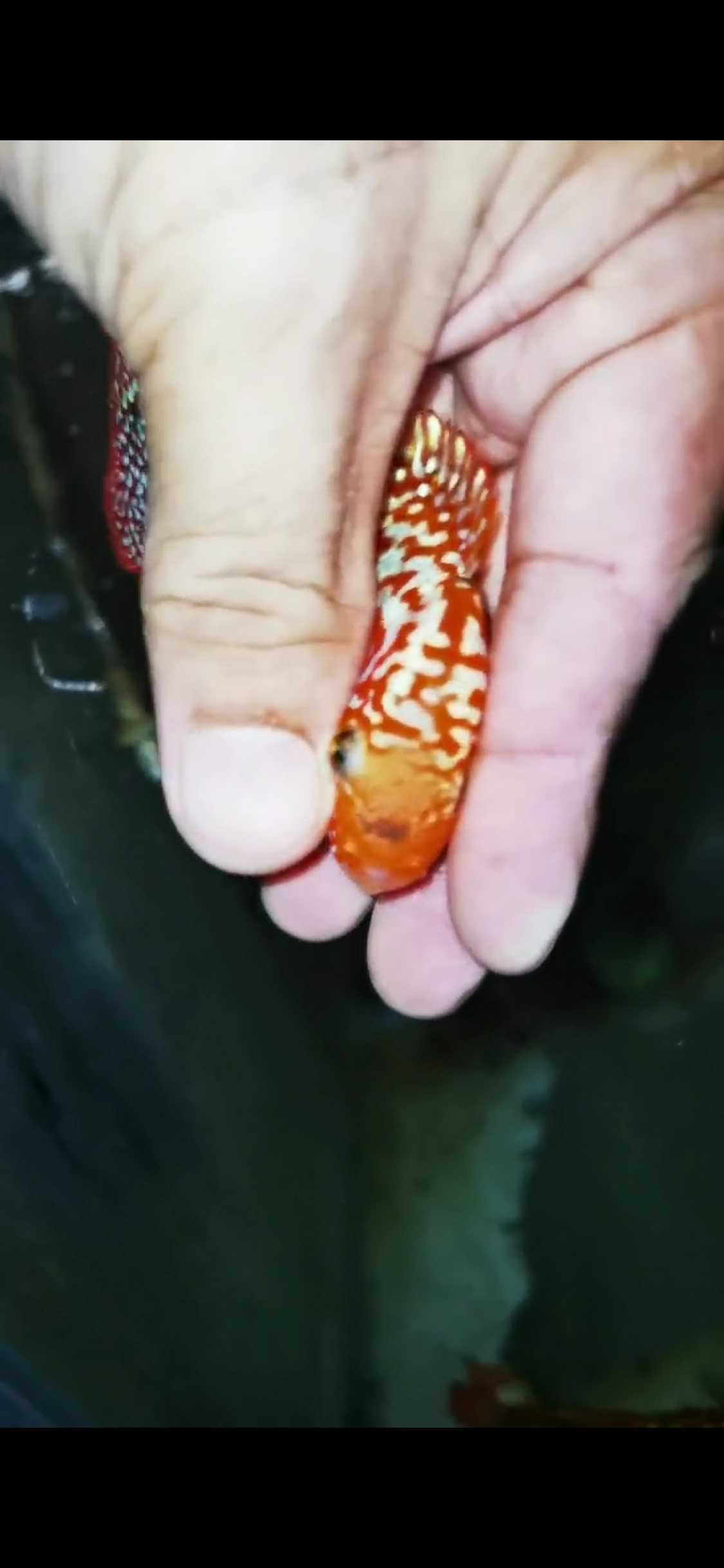 High Quality Golden Base Kamfa Flowerhorn ( Male ) #2