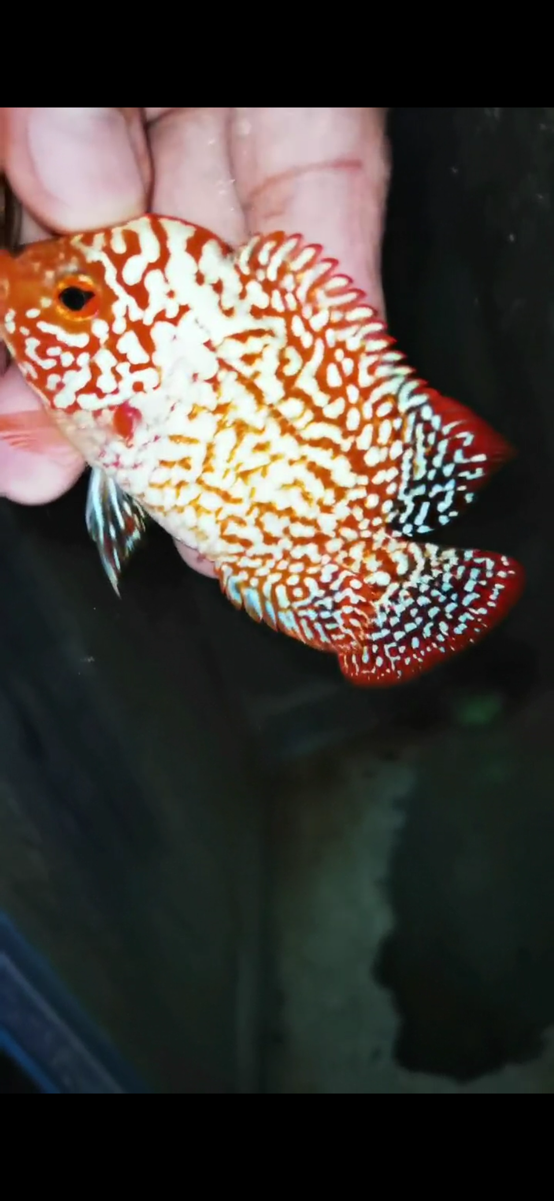 High Quality Golden Base Kamfa Flowerhorn ( Male ) #2