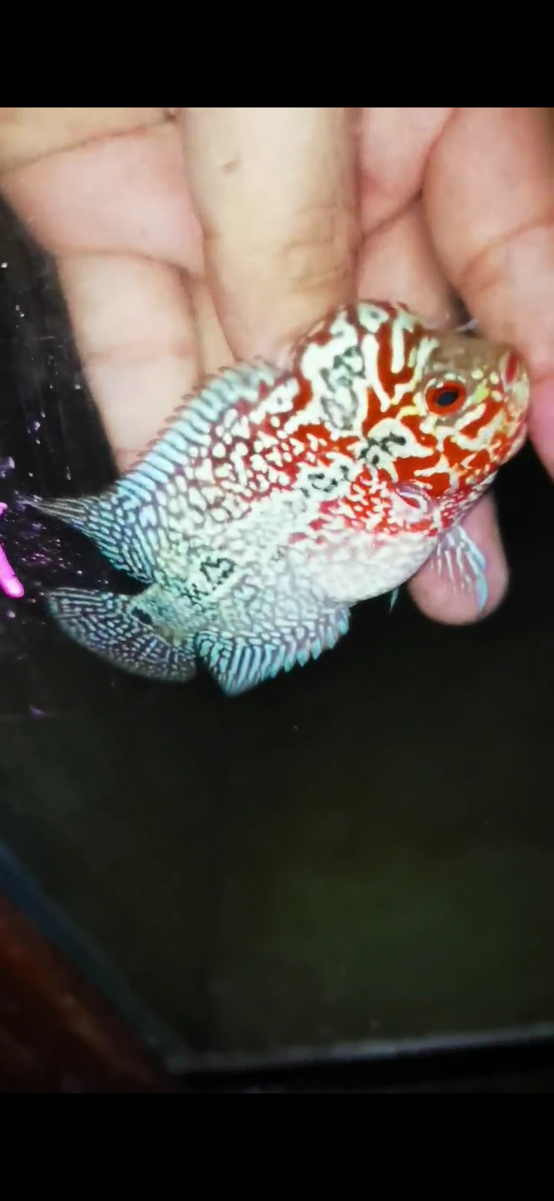 HQ Super Red Dragon Flowerhorn ( Male) - 24
