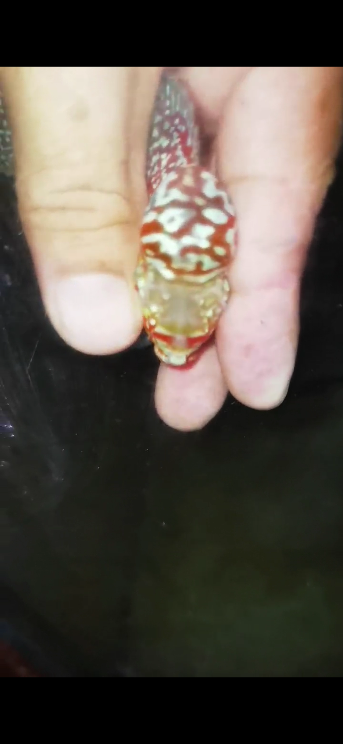 HQ Super Red Dragon Flowerhorn ( Male) - 24