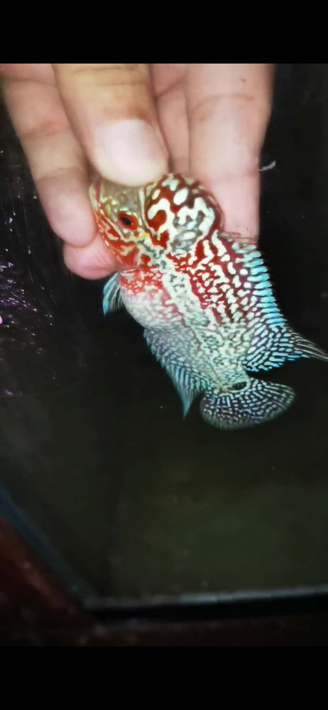 HQ Super Red Dragon Flowerhorn ( Male) - 24