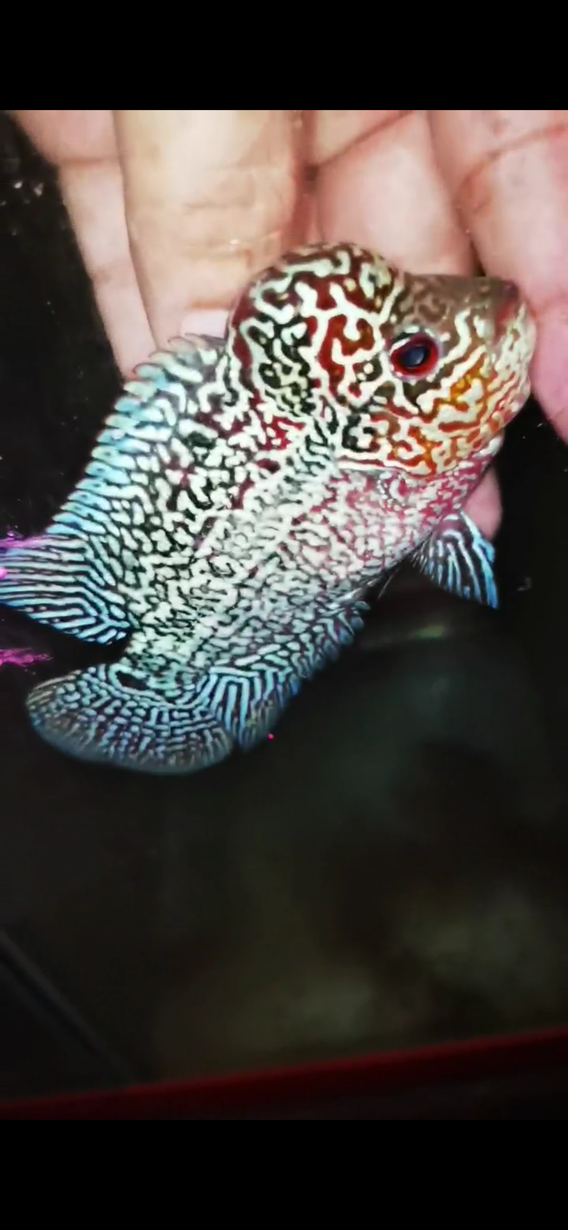 HQ Super Red Dragon Flowerhorn ( Male) - 17