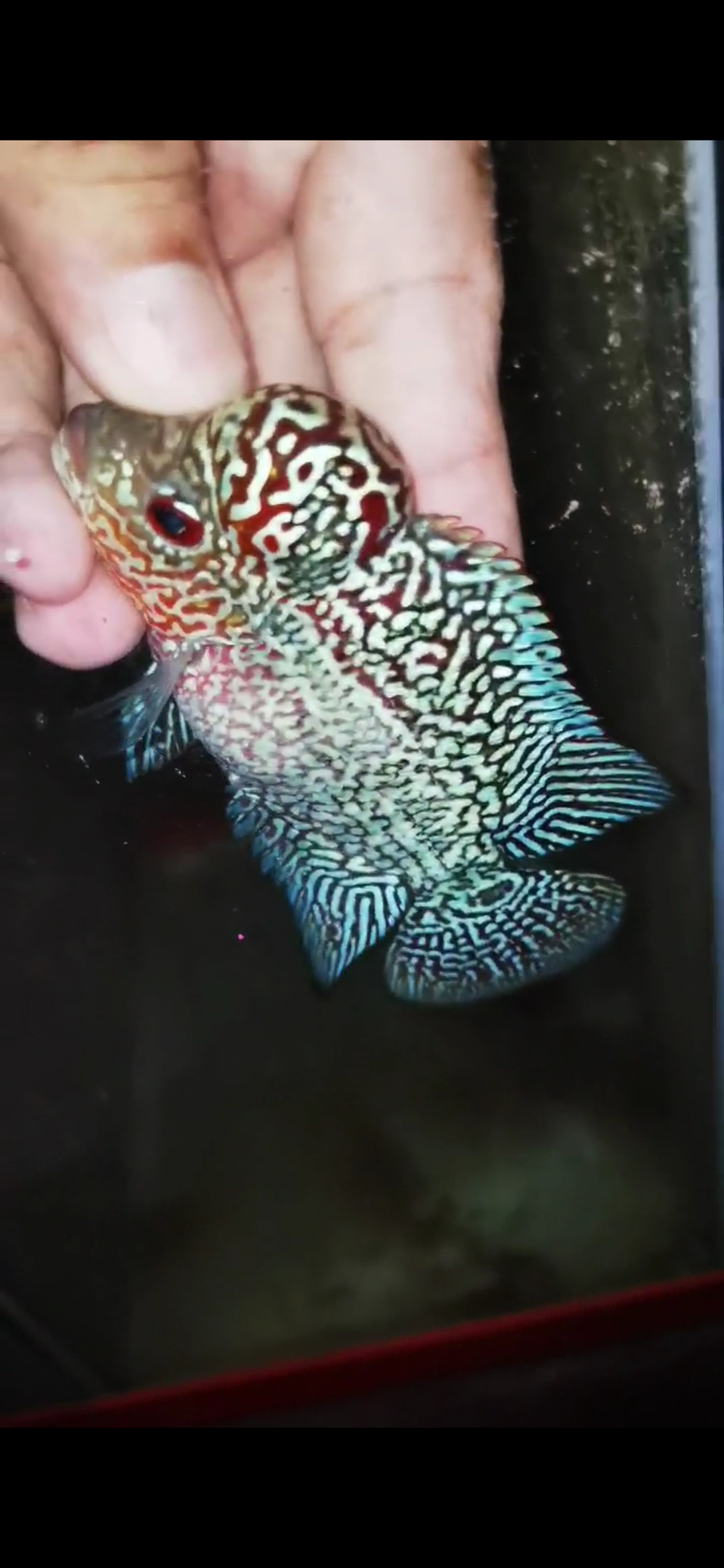 HQ Super Red Dragon Flowerhorn ( Male) - 17