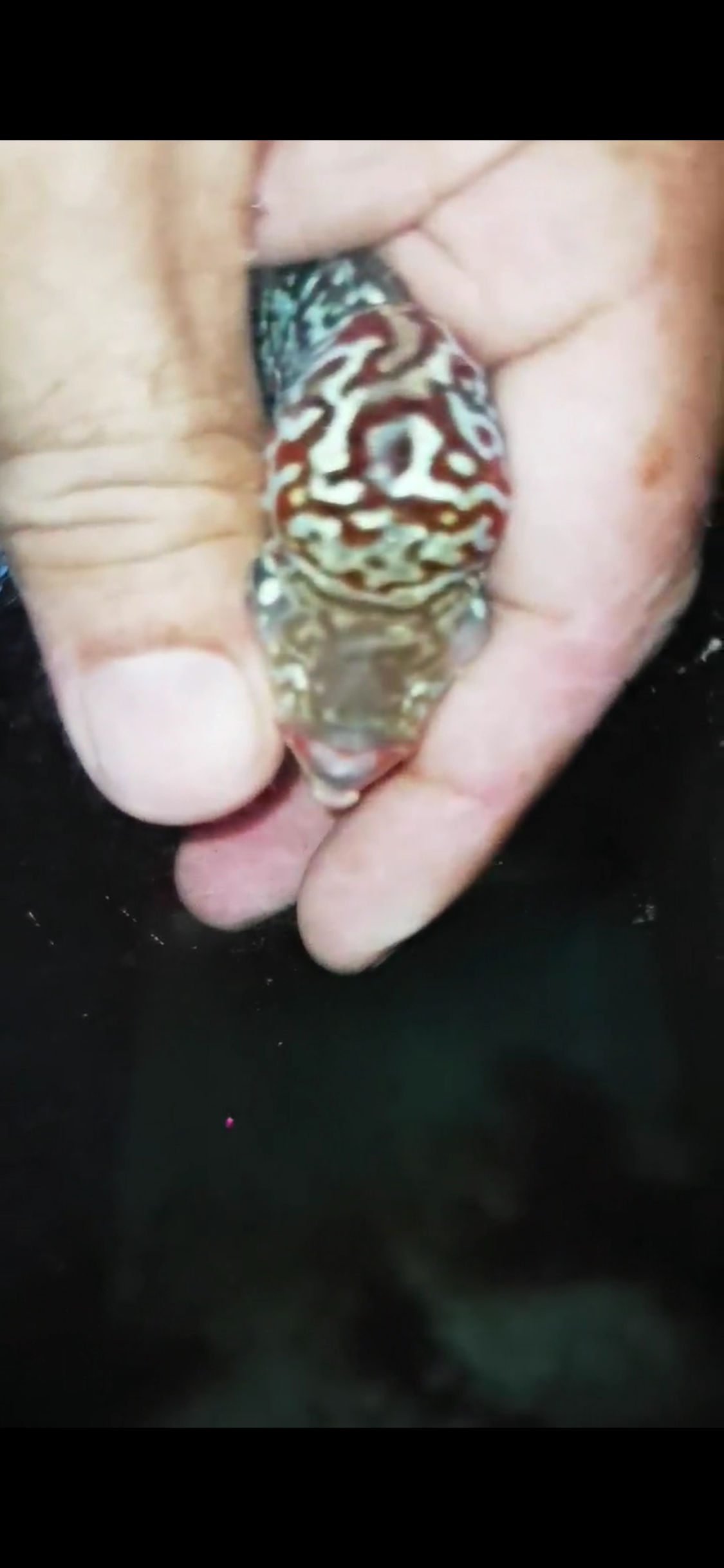 HQ Super Red Dragon Flowerhorn ( Male) - 17