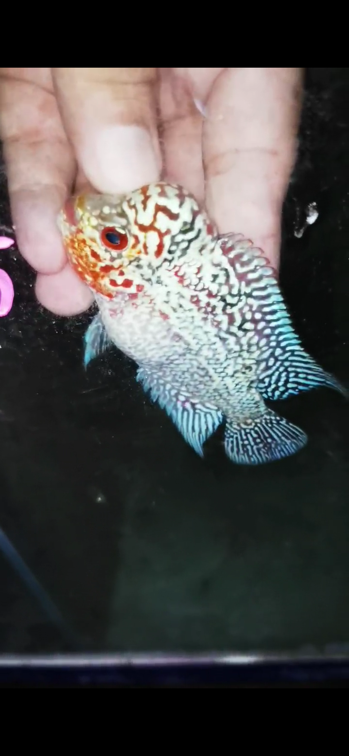 HQ Super Red Dragon Flowerhorn ( Male) - #25