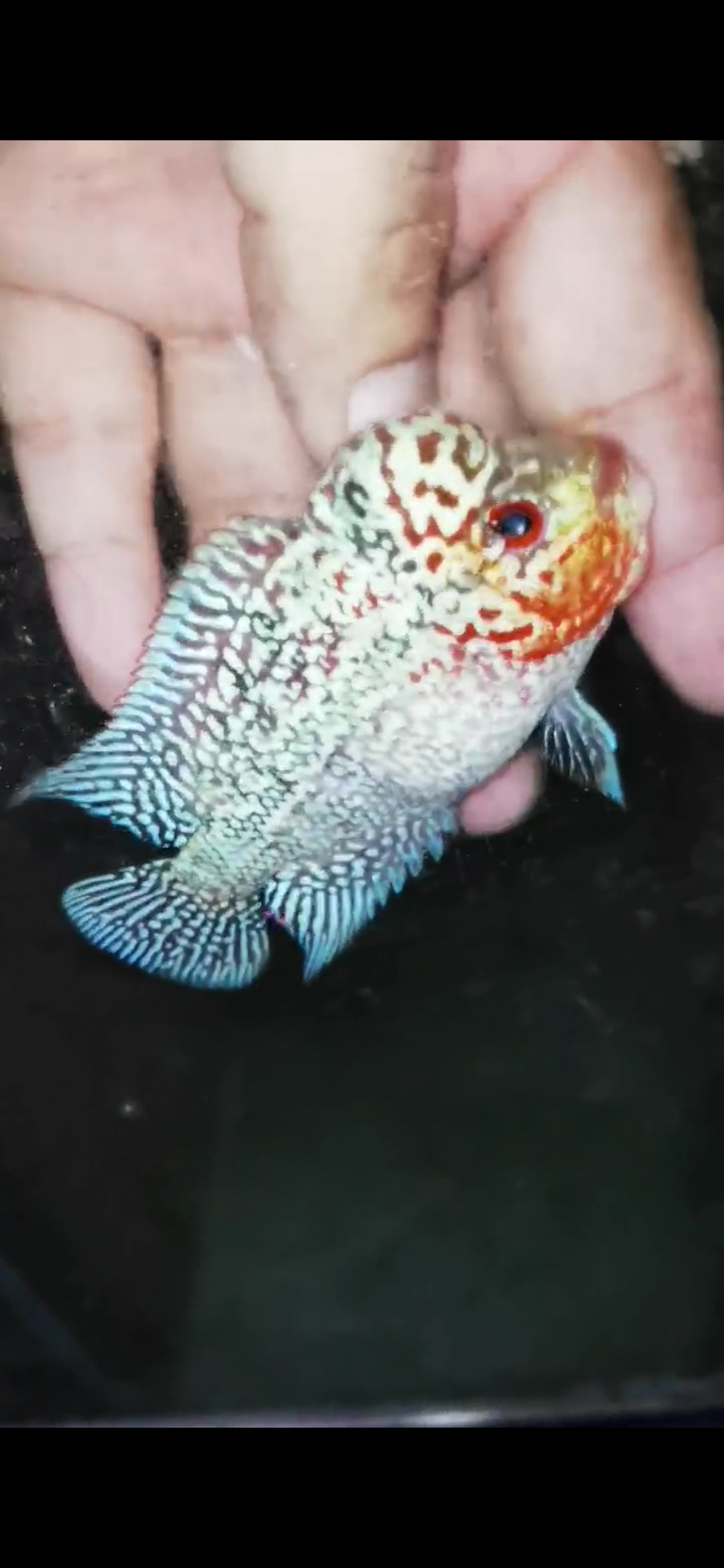 HQ Super Red Dragon Flowerhorn ( Male) - #25