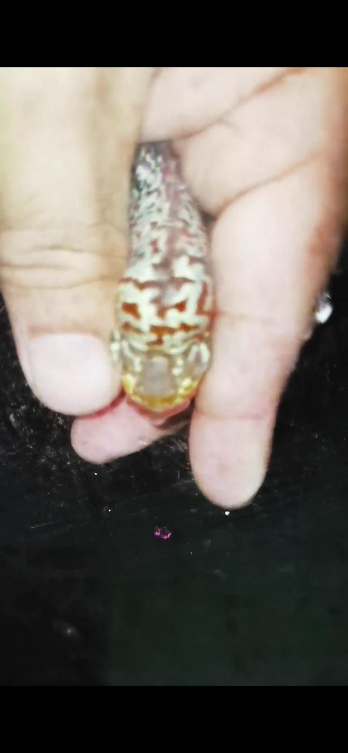 HQ Super Red Dragon Flowerhorn ( Male) - #25