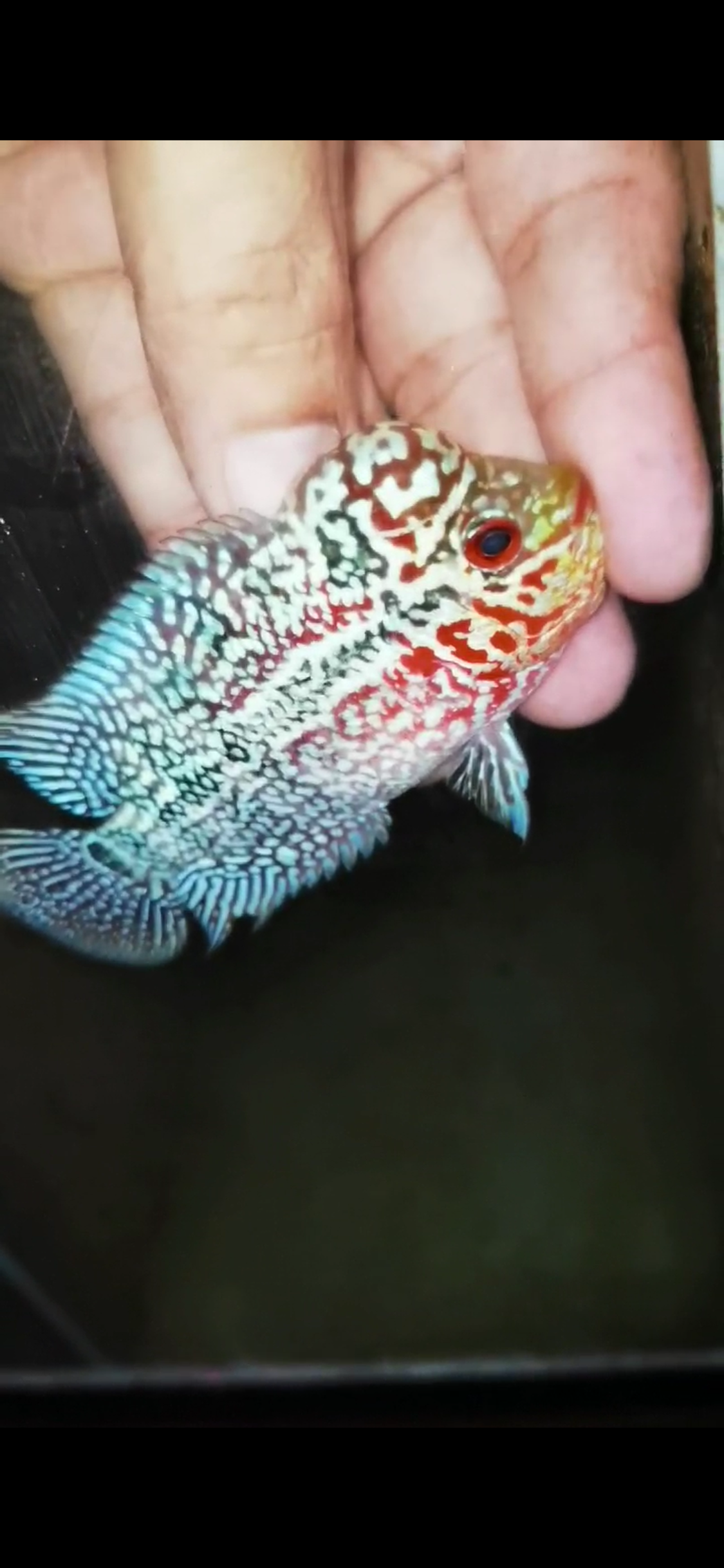 HQ Super Red Dragon Flowerhorn ( Male) - #23