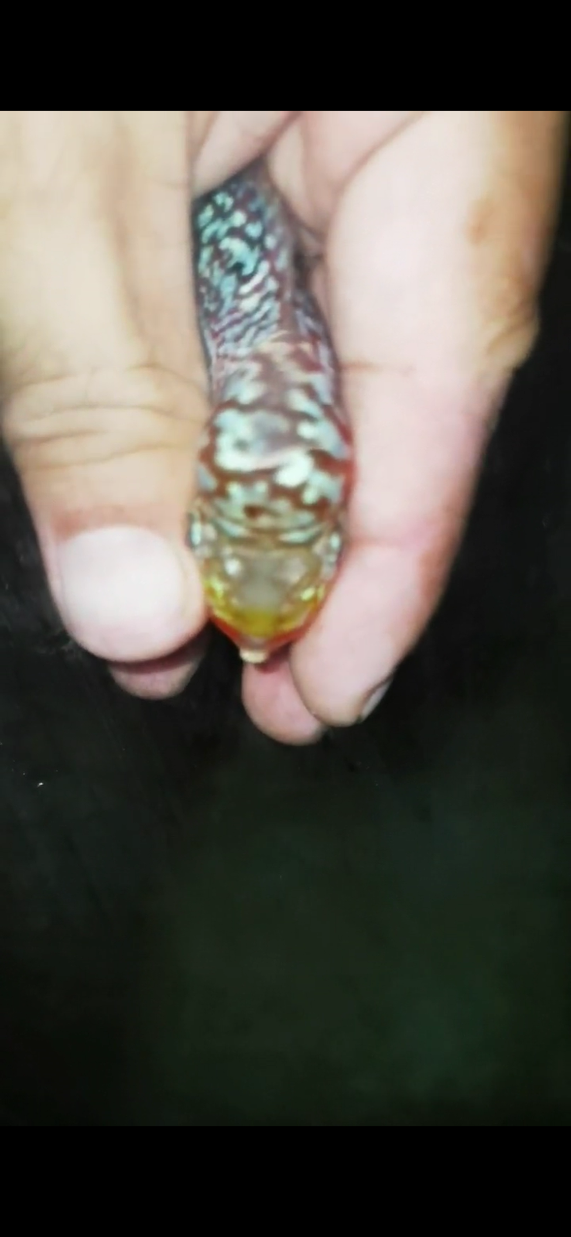 HQ Super Red Dragon Flowerhorn ( Male) - #23