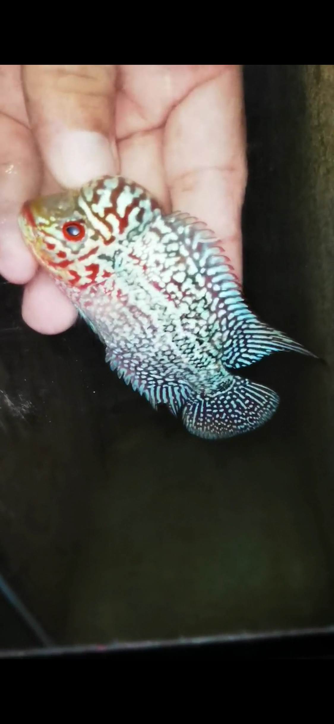 HQ Super Red Dragon Flowerhorn ( Male) - #23