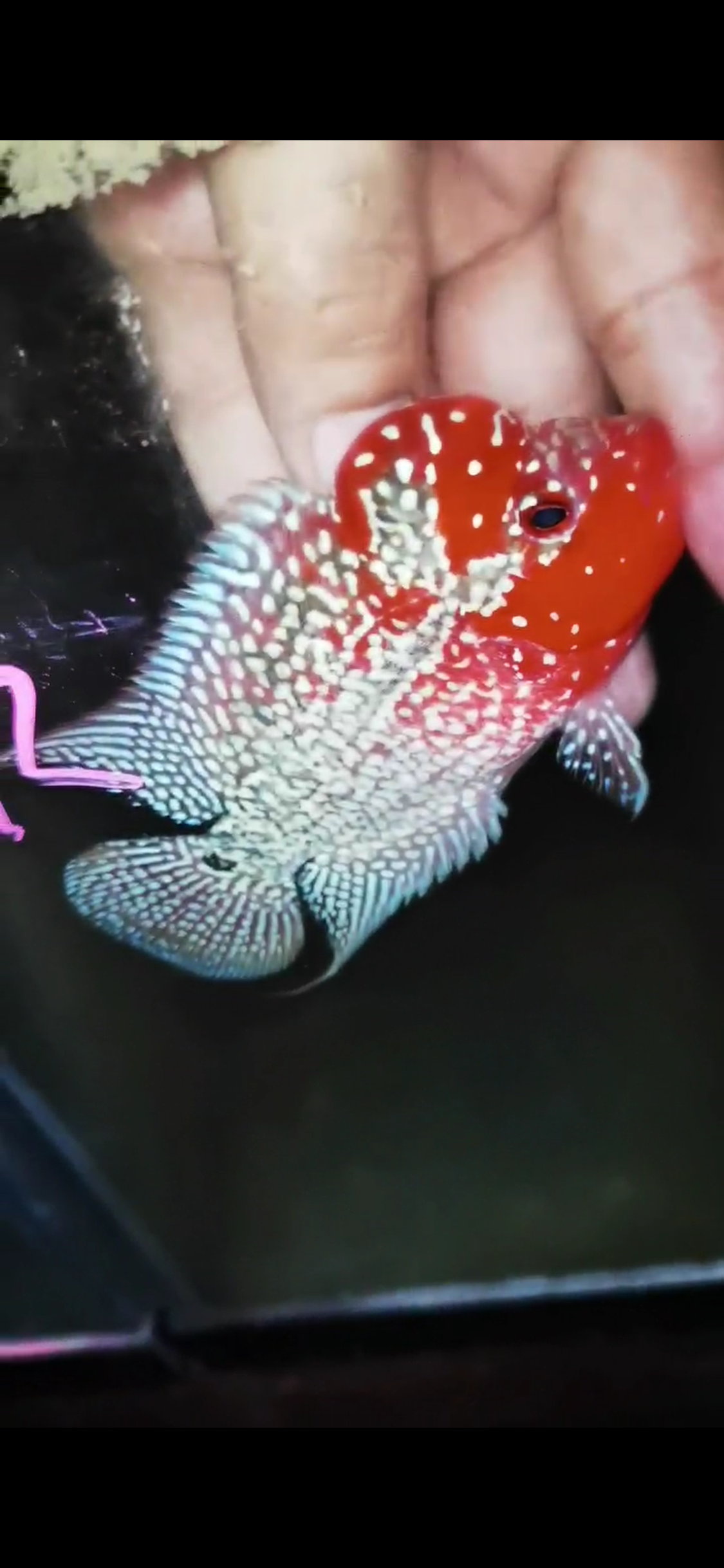 HQ Super Red Dragon Flowerhorn ( Male) - #12